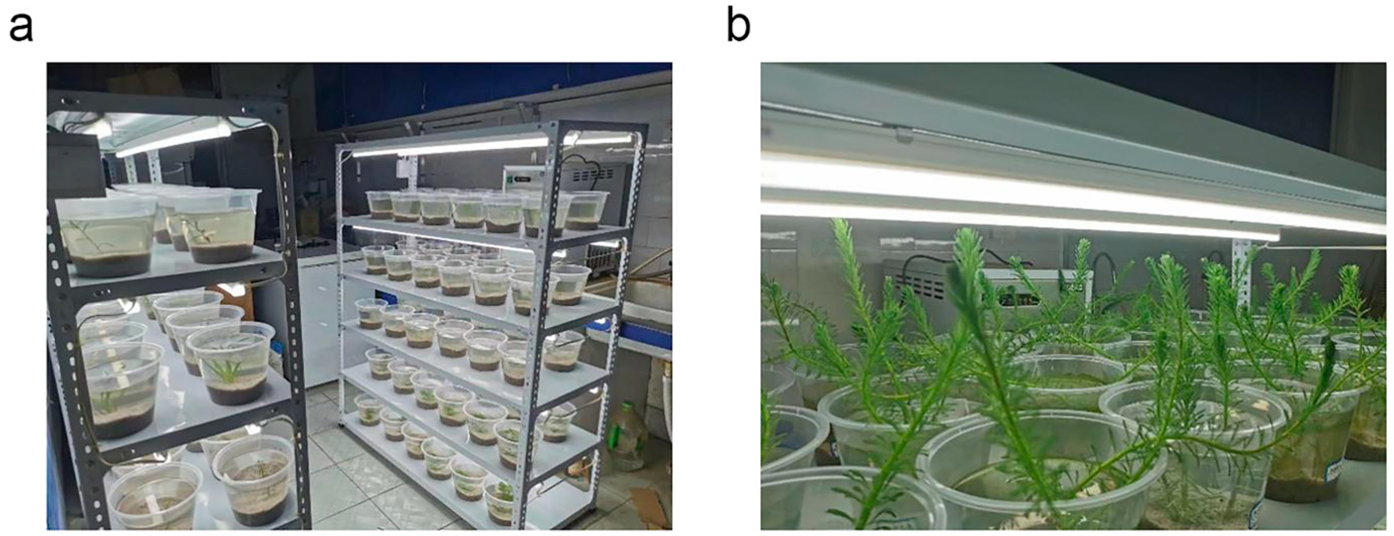 Plants 13 00304 g004