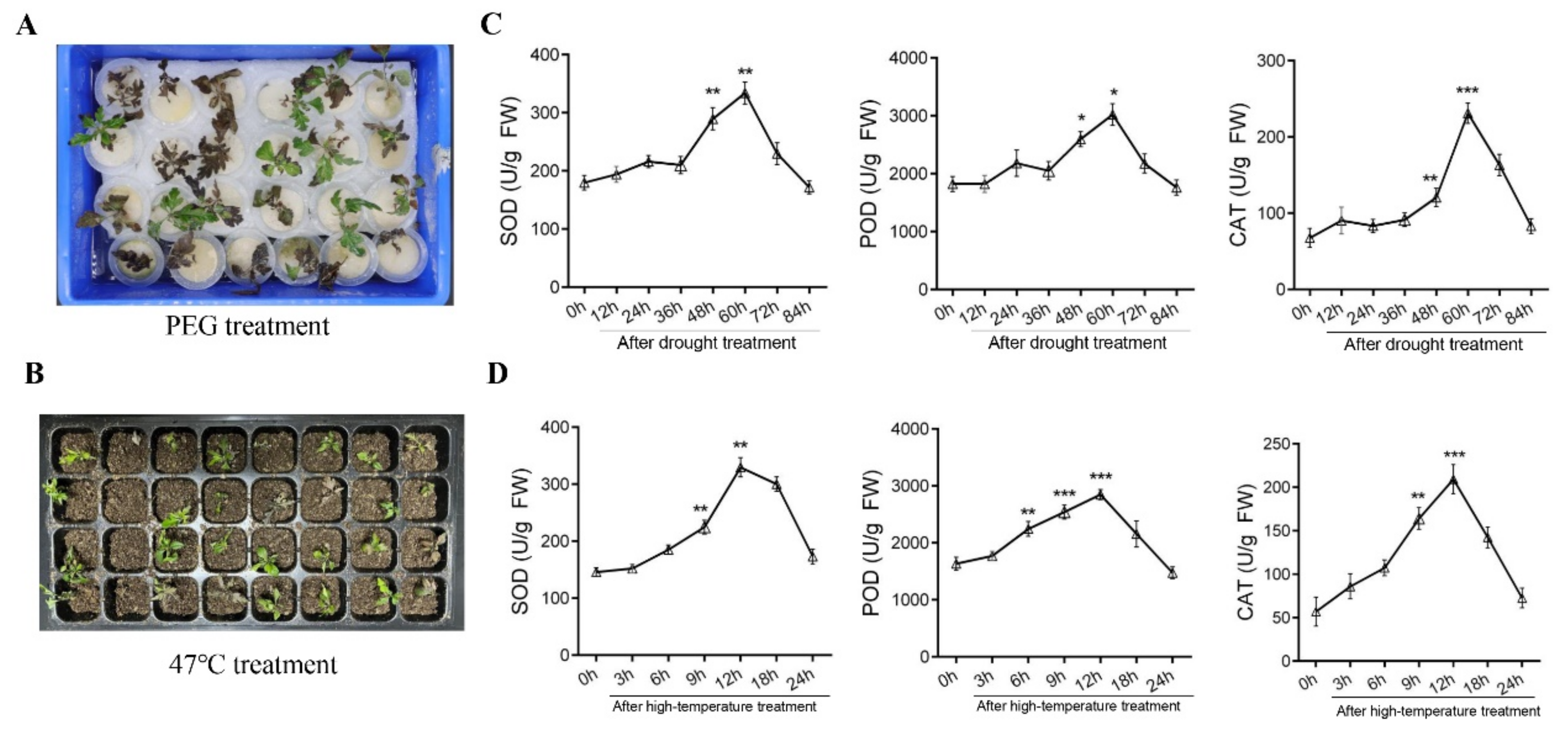 Plants 13 00309 g001