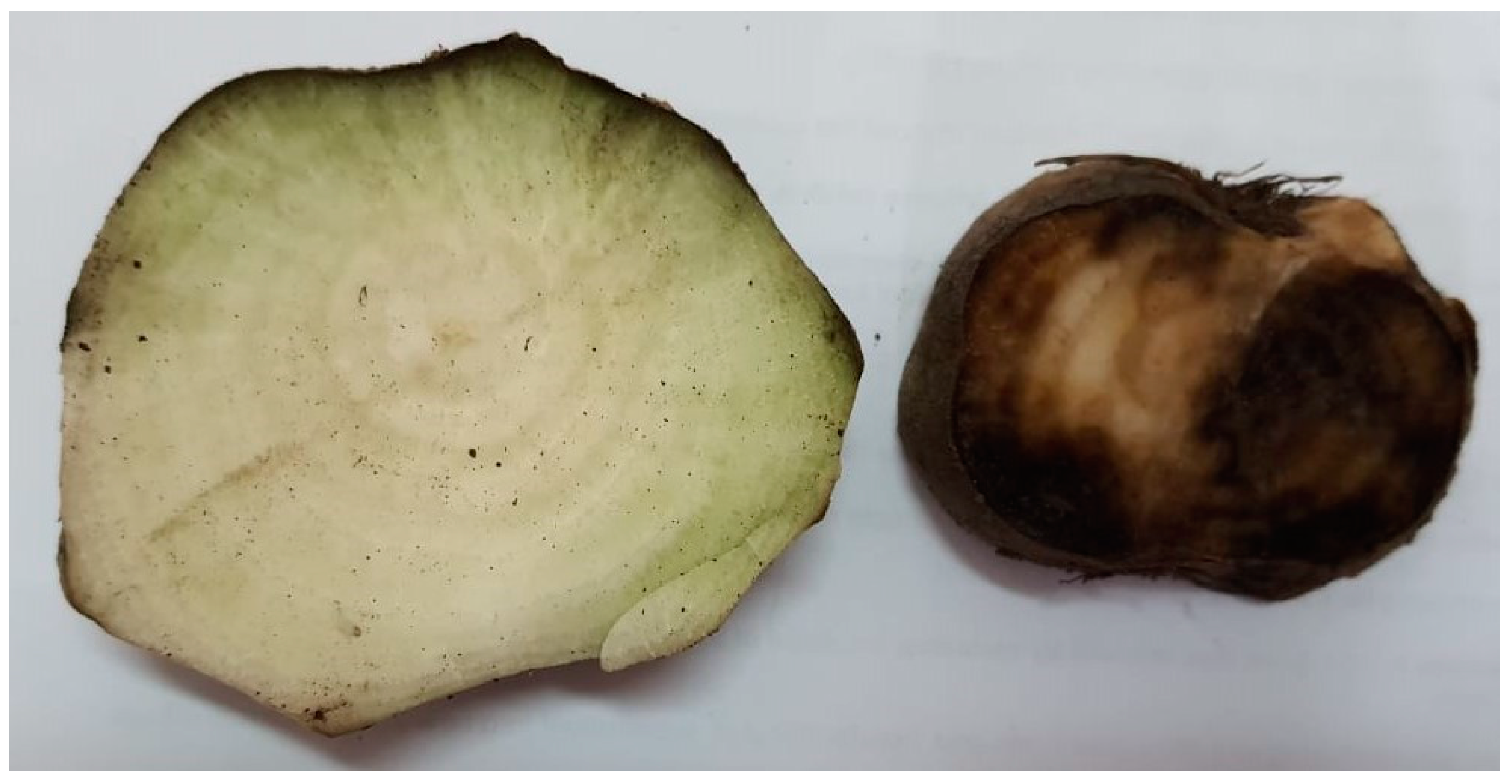 Plants 13 00311 g004 Plants 13 00311 g004