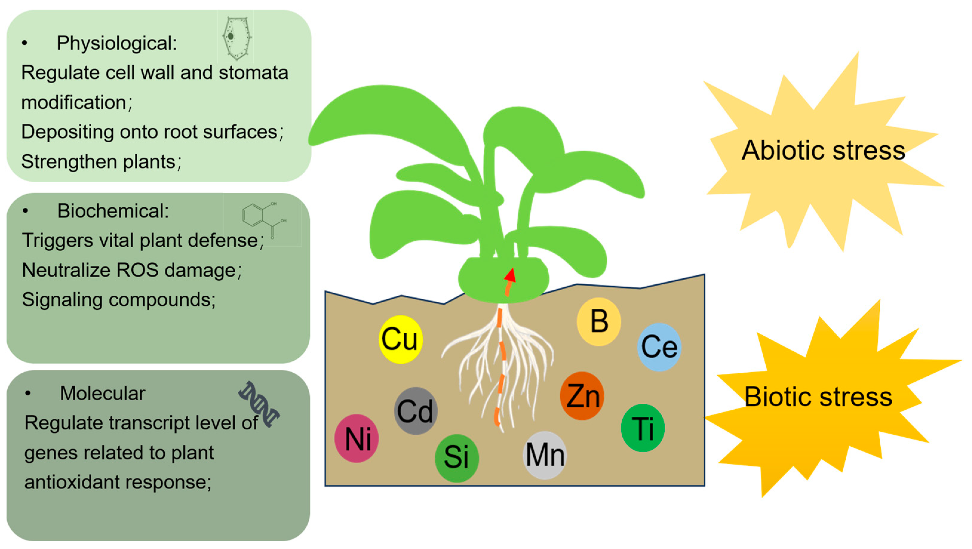 Plants 13 00313 g001
