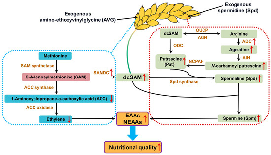 サム Simpson Strong-Tie APVL L Strap Tie – DeckMart Building Supplies