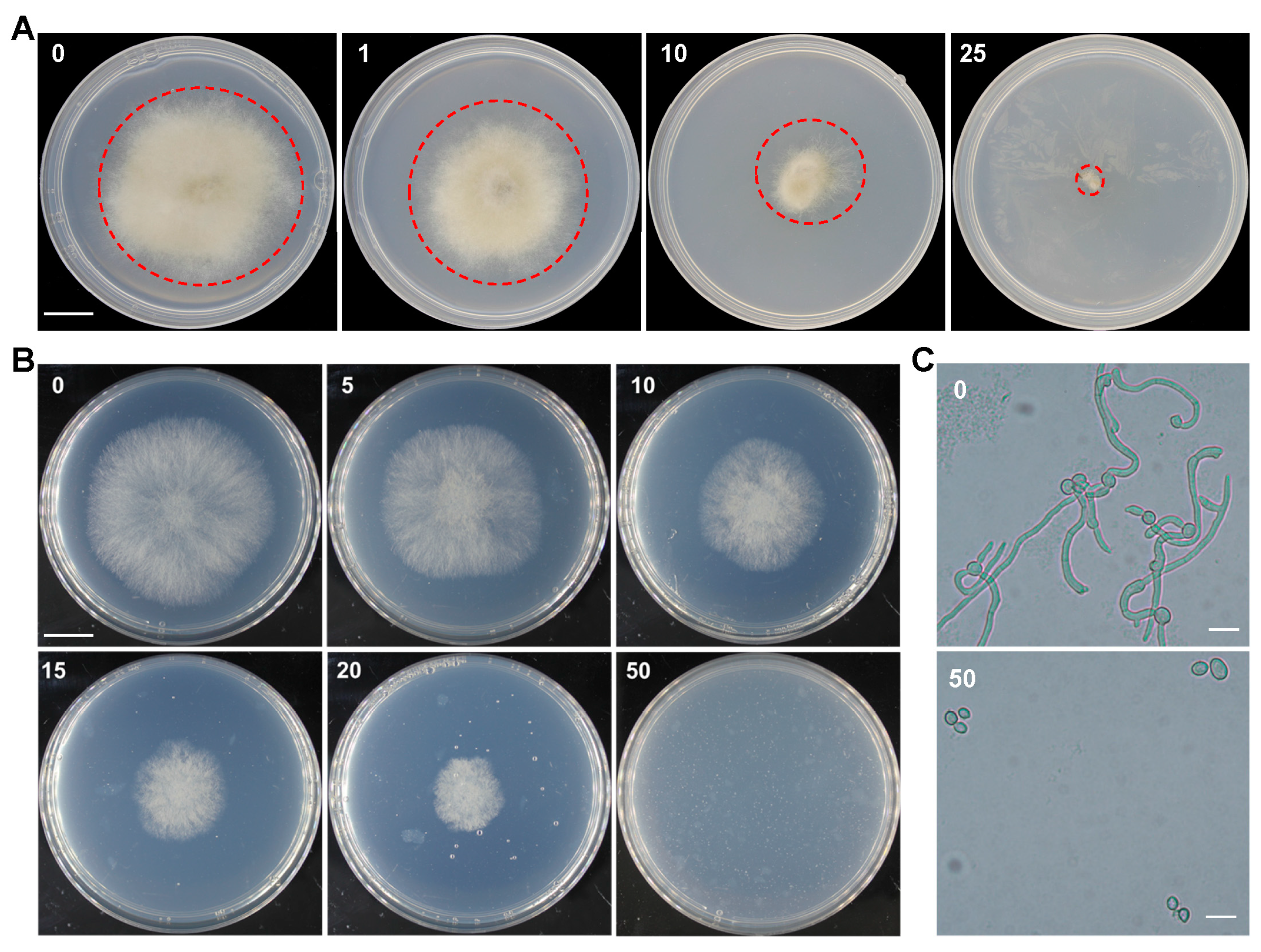 Plants 13 00324 g001