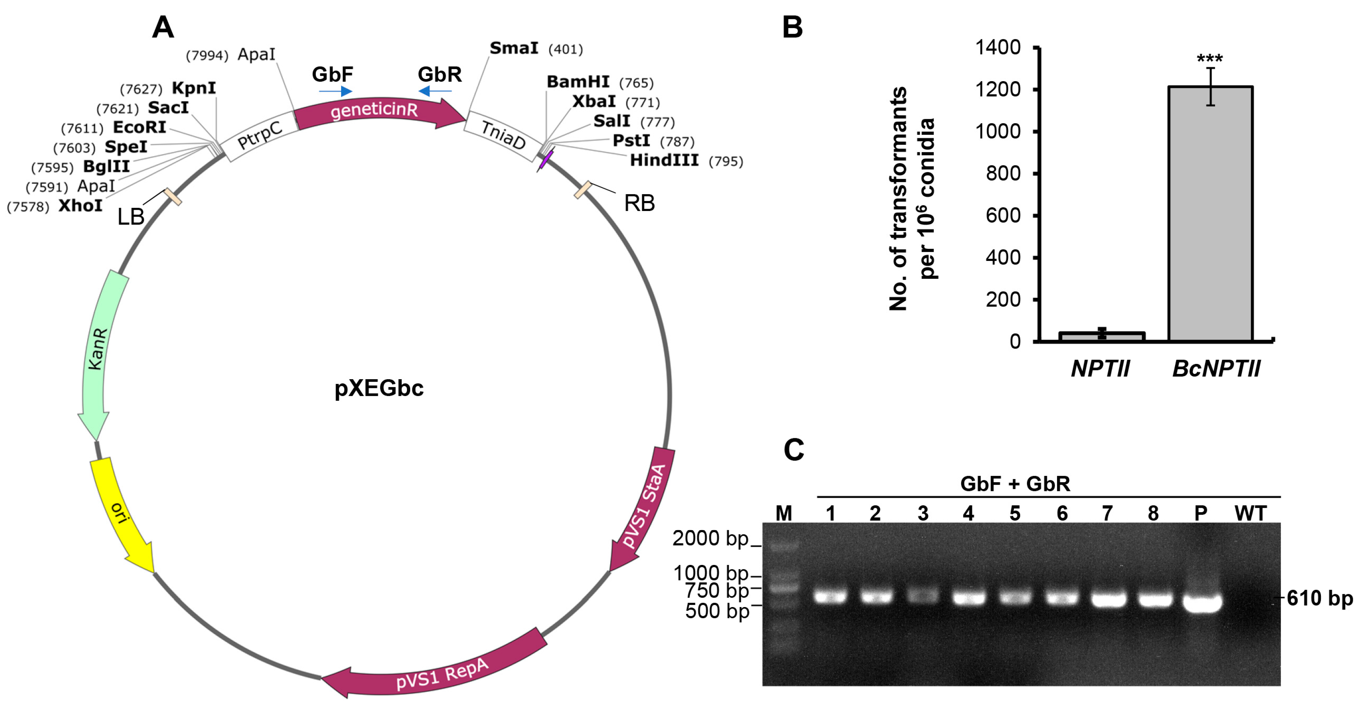 Plants 13 00324 g002