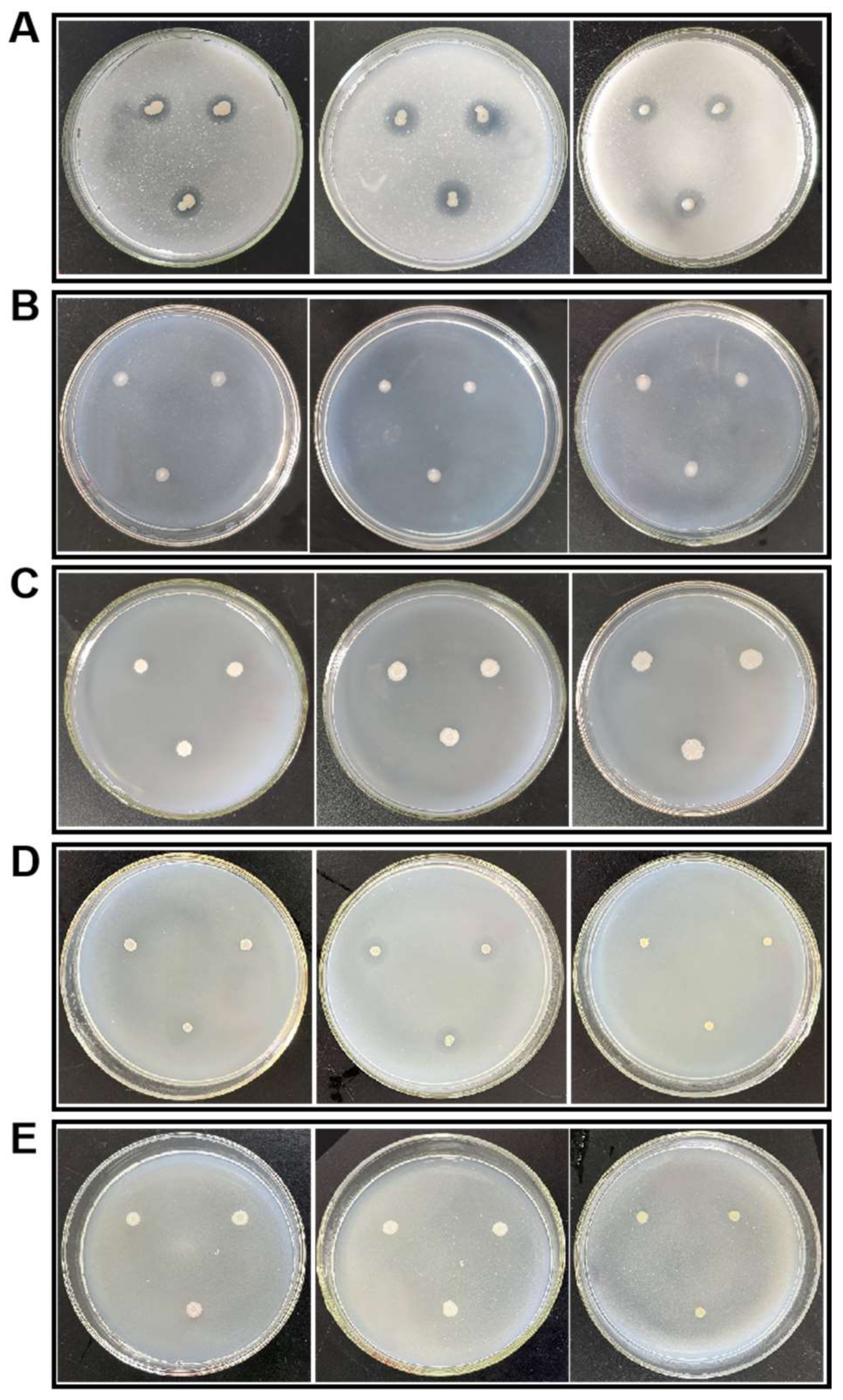 Plants 13 00329 g008