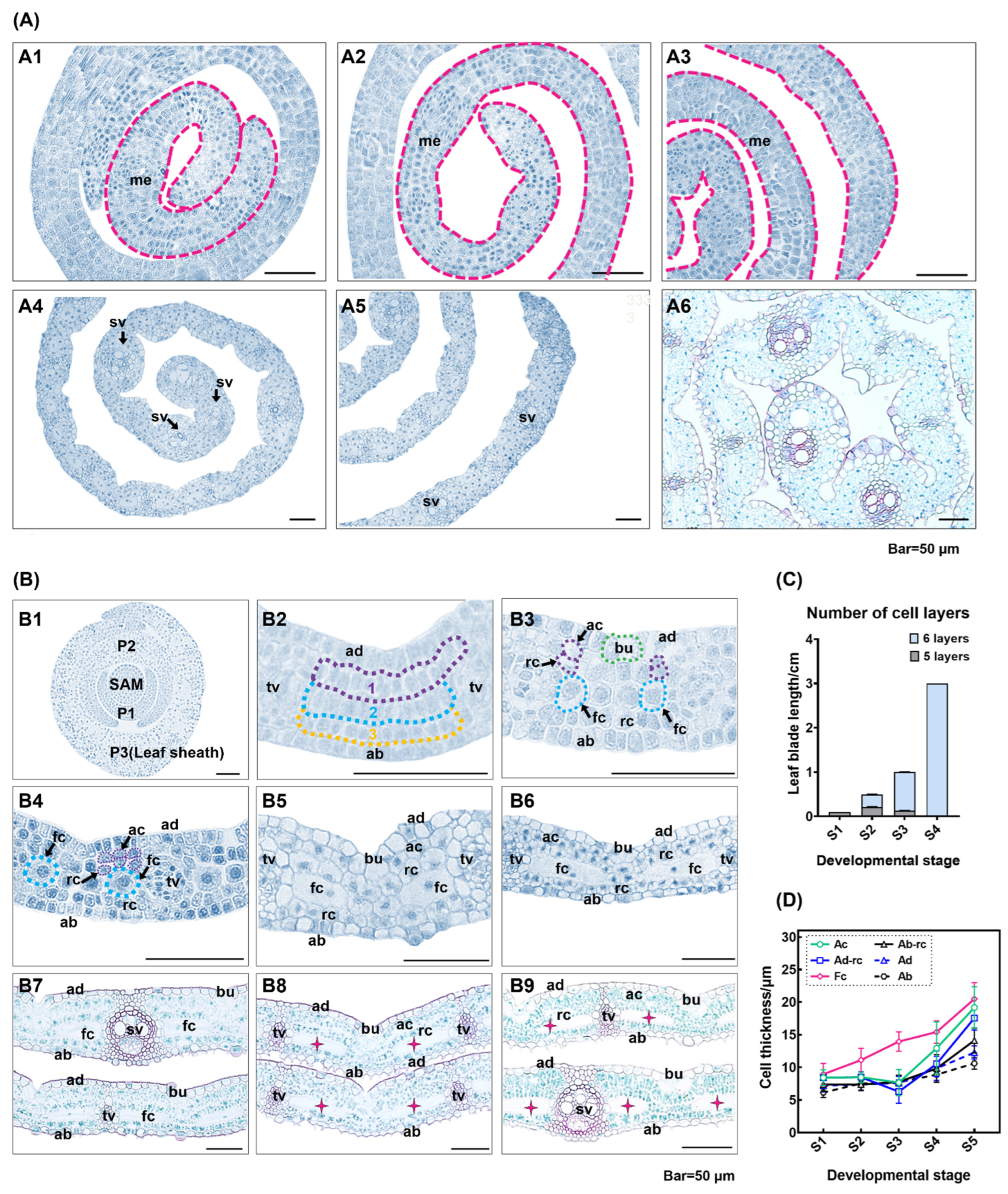 Plants 13 00332 g007 Plants 13 00332 g007