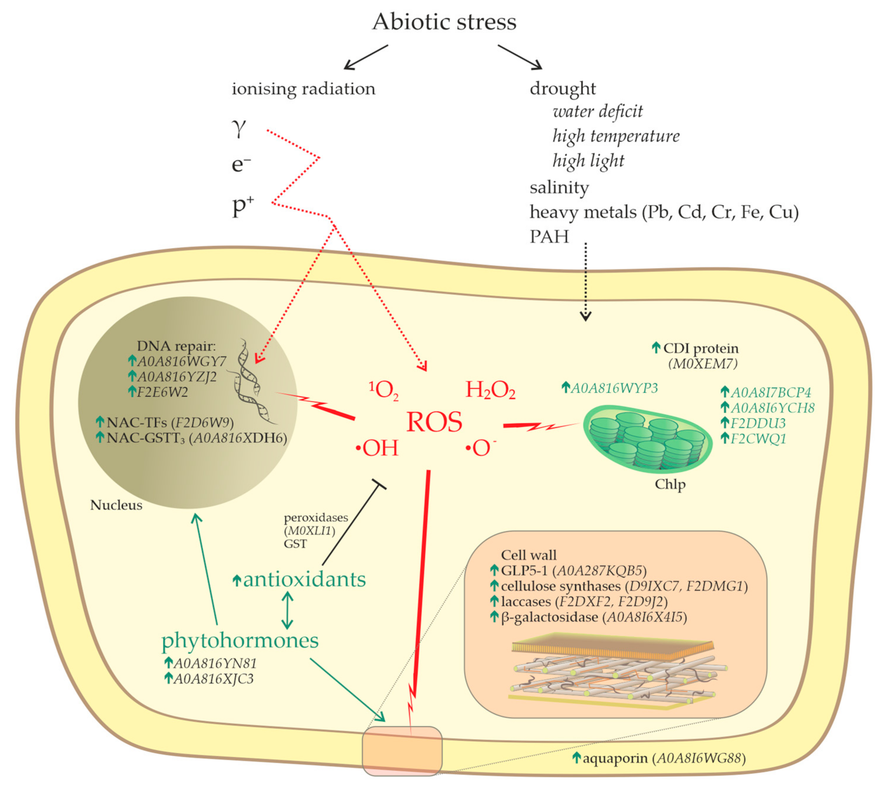 Plants 13 00342 g003