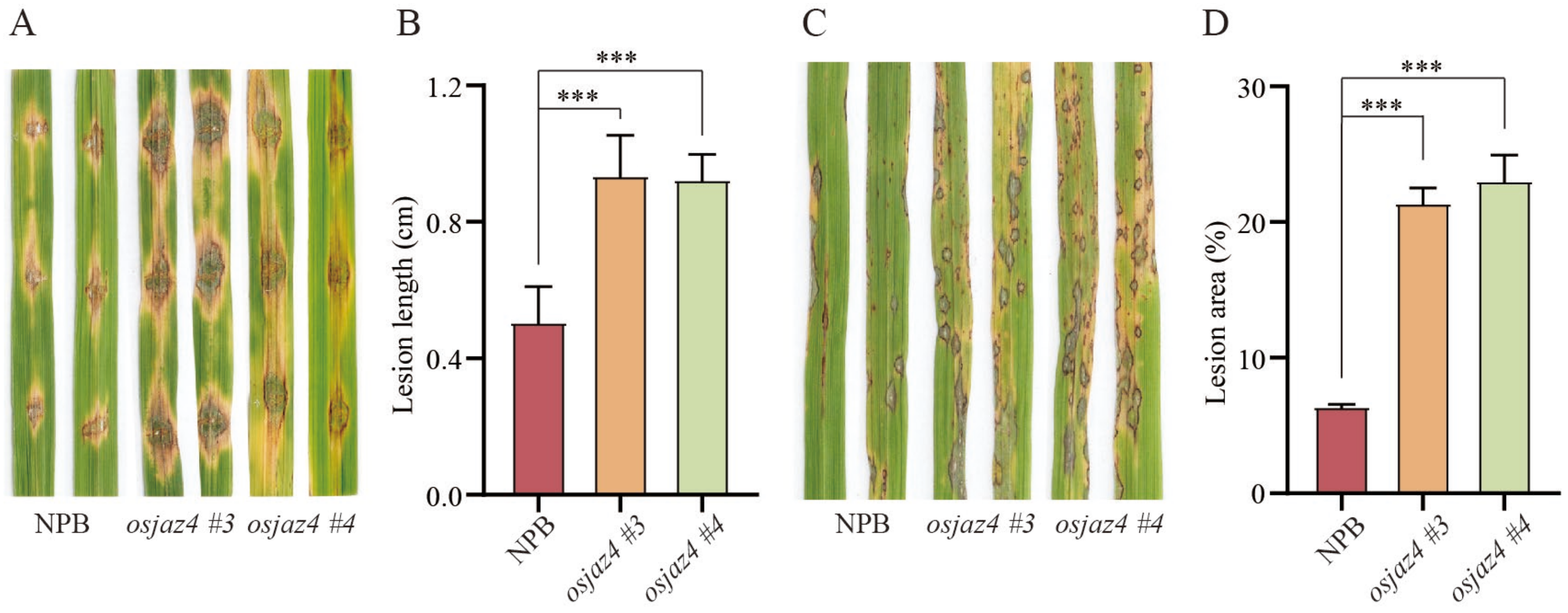 Plants 13 00348 g002