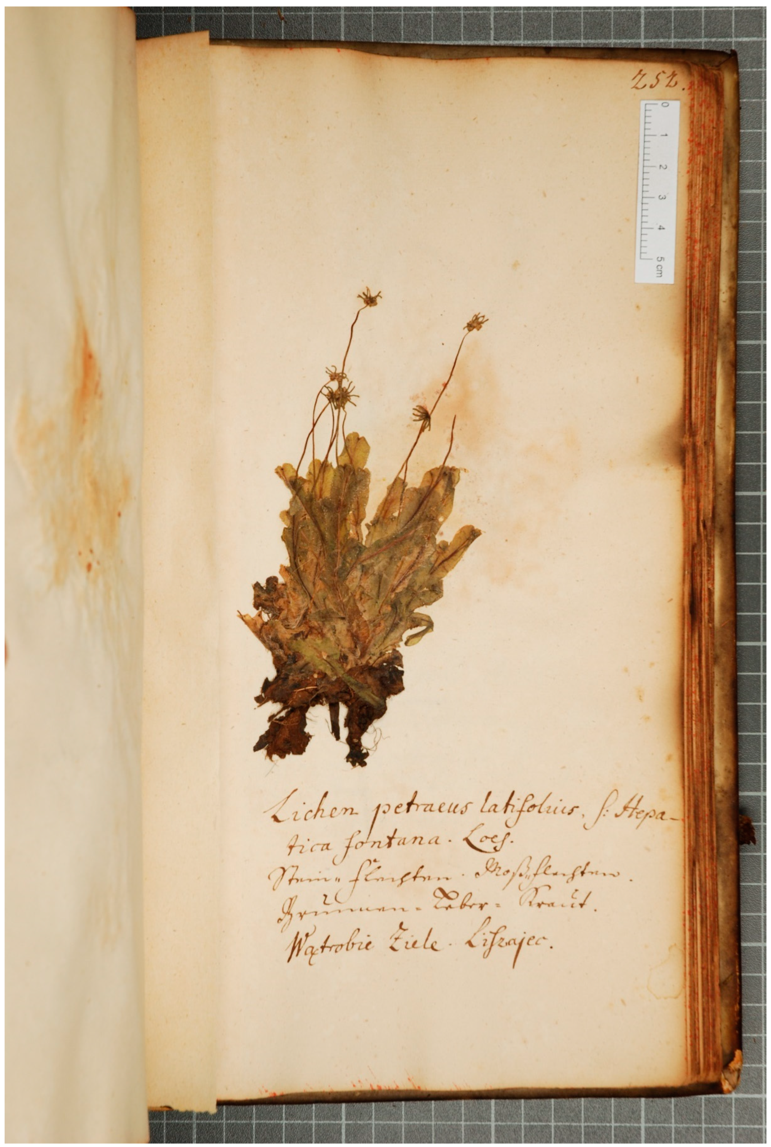 Plants 13 00349 g002