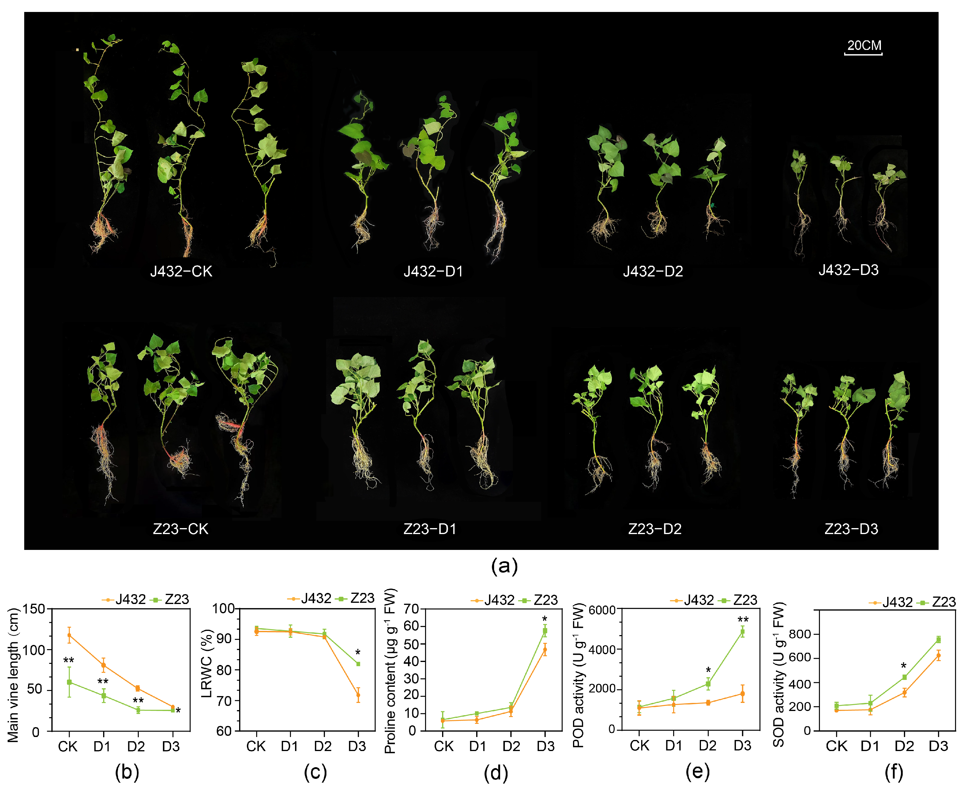 Plants 13 00351 g001