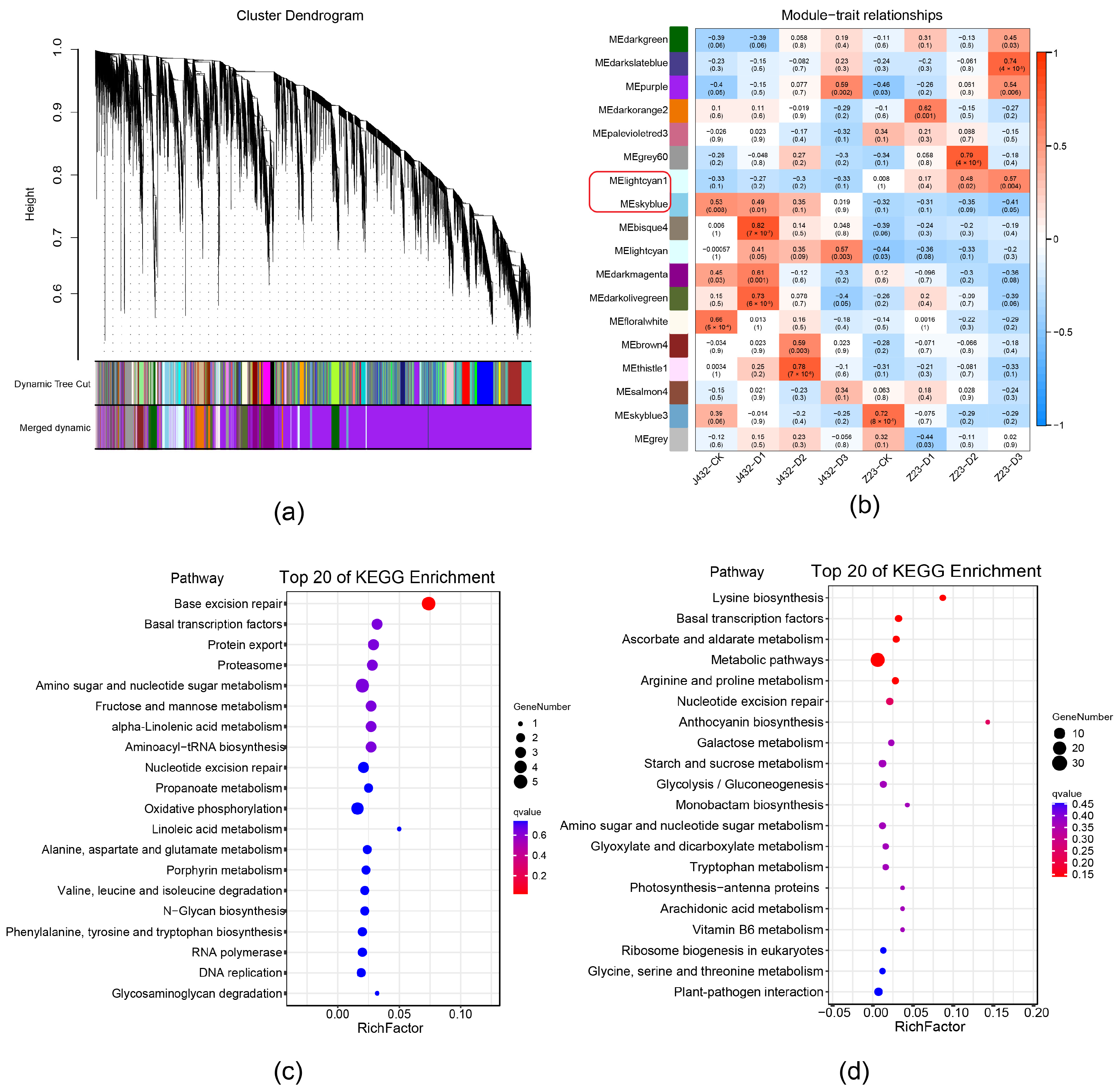 Plants 13 00351 g003