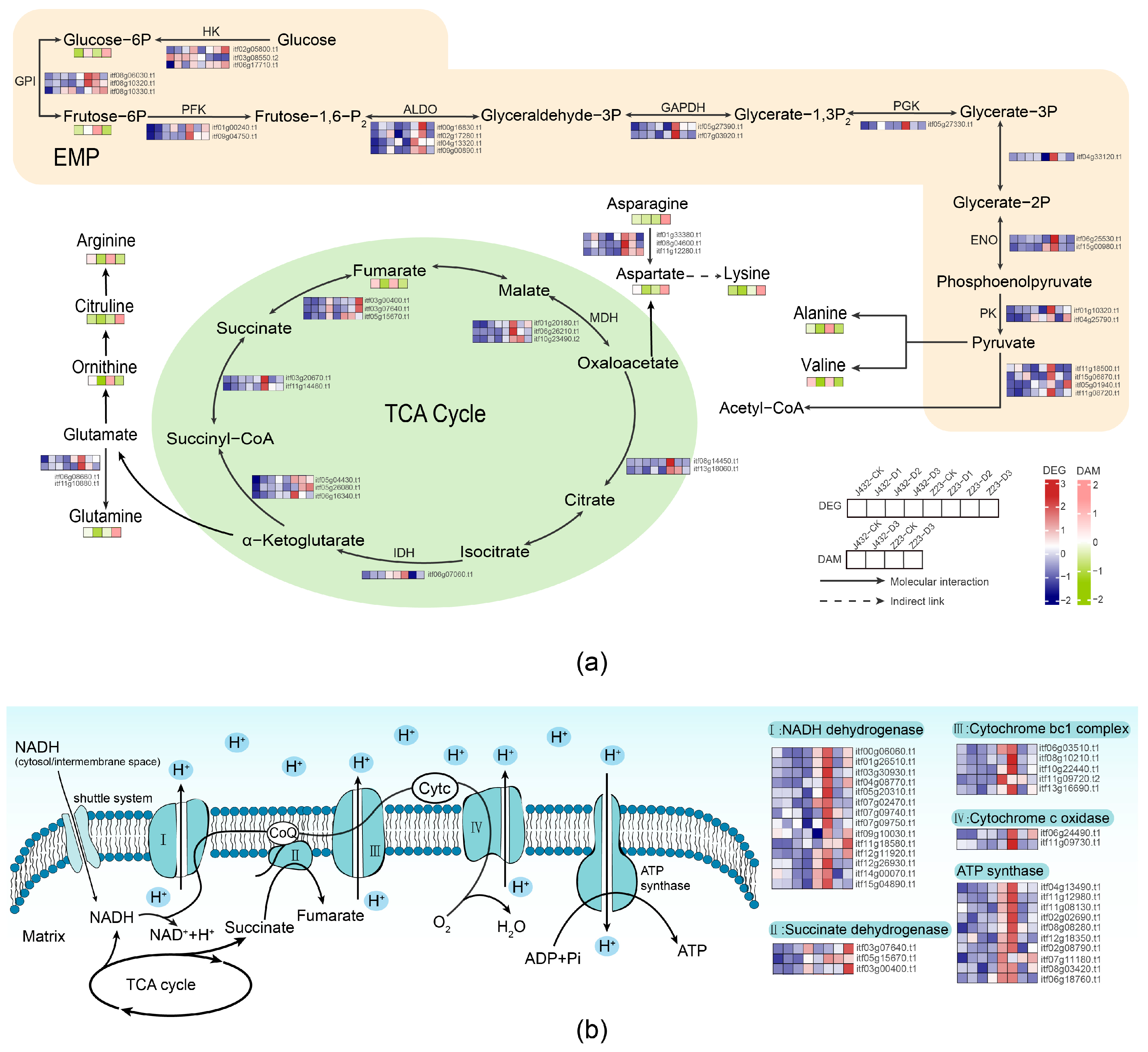 Plants 13 00351 g007