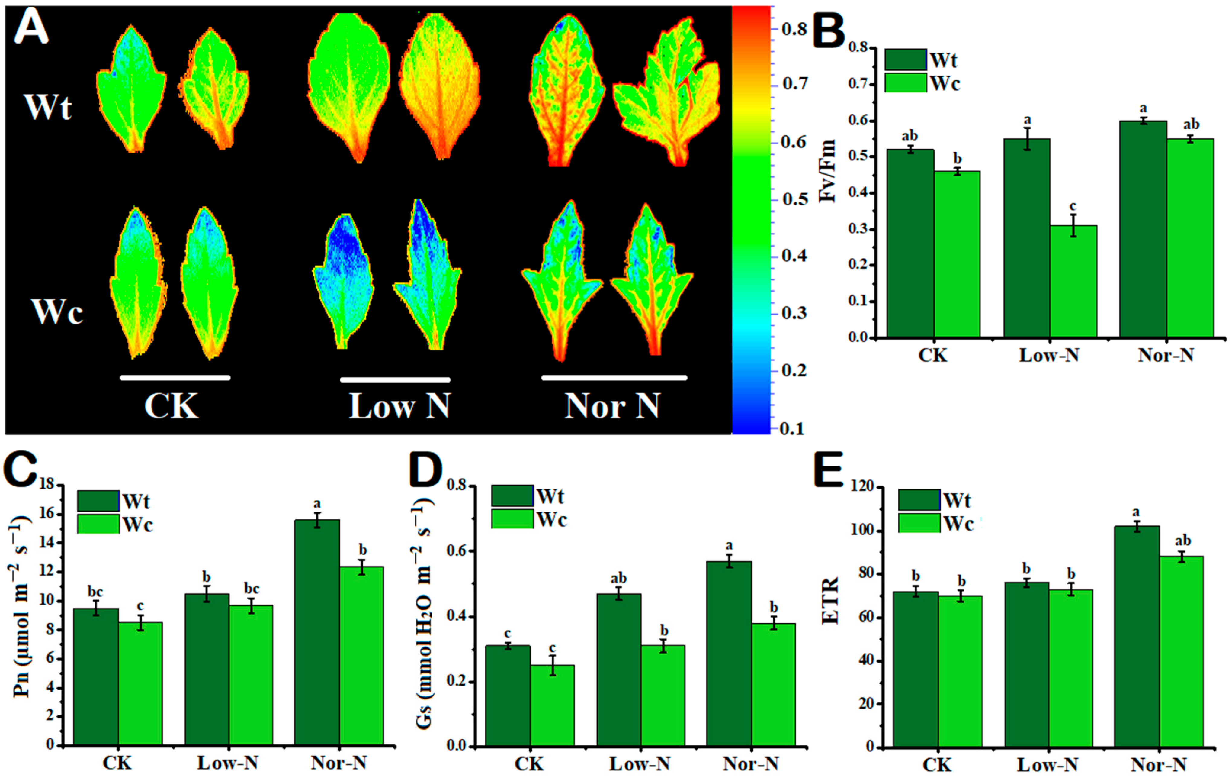 Plants 13 00355 g004