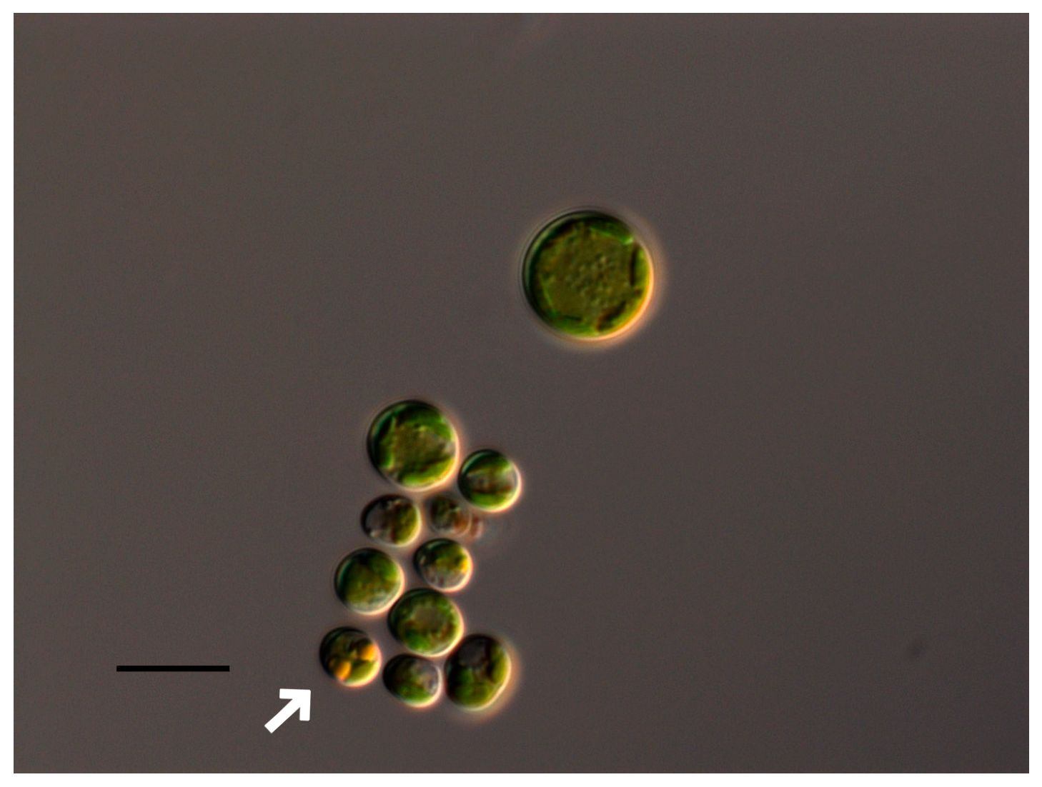 Plants 13 00357 g002