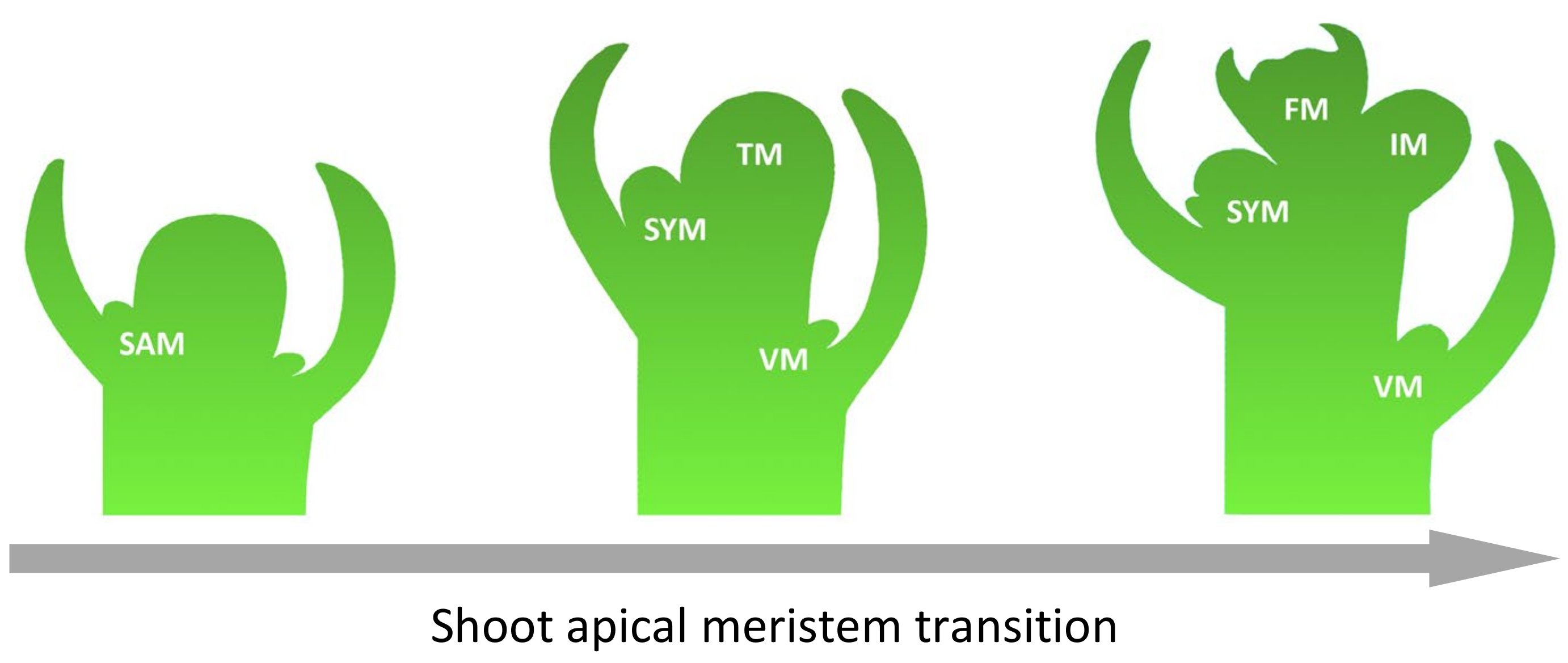 Plants 13 00359 g003