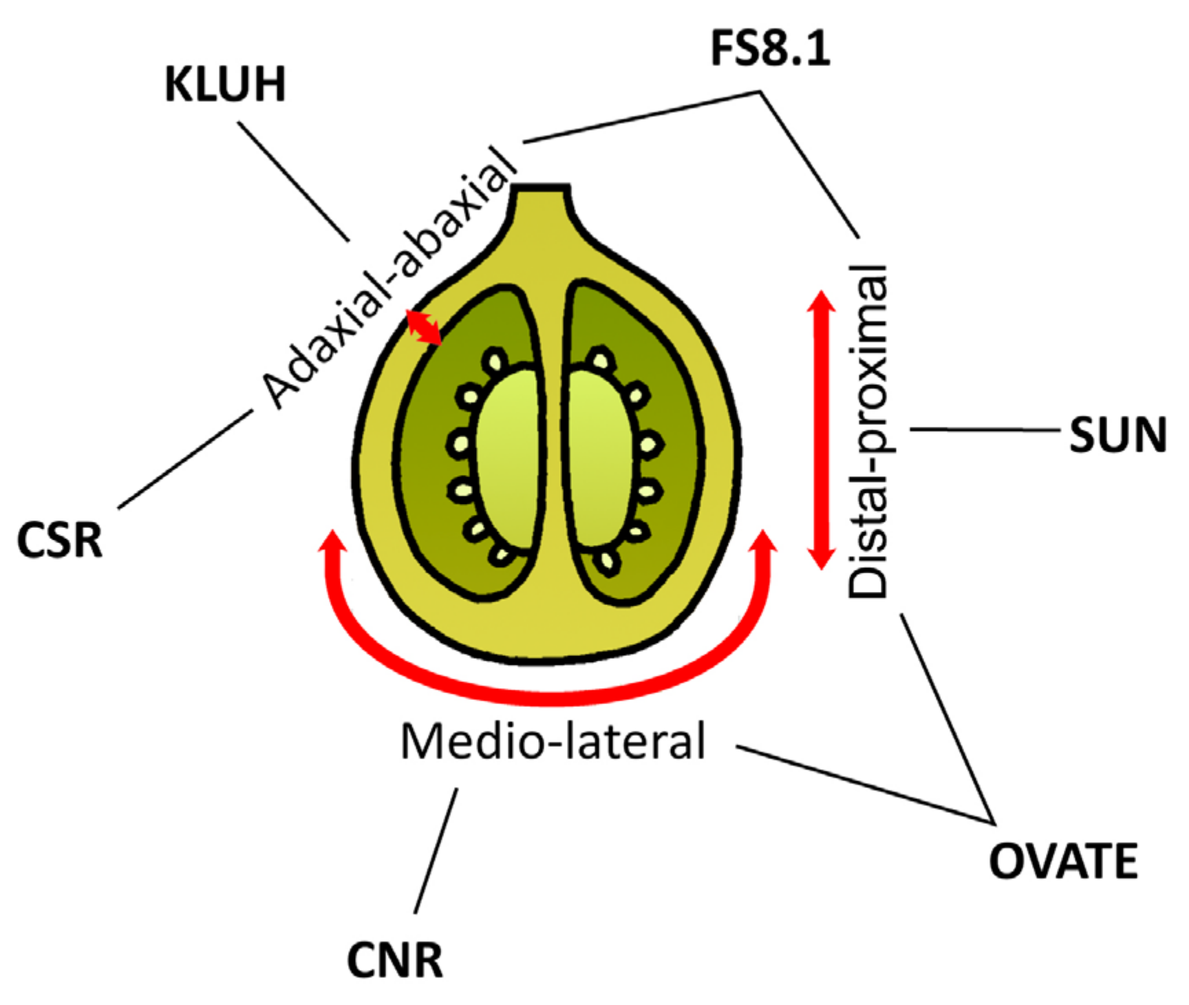 Plants 13 00359 g007