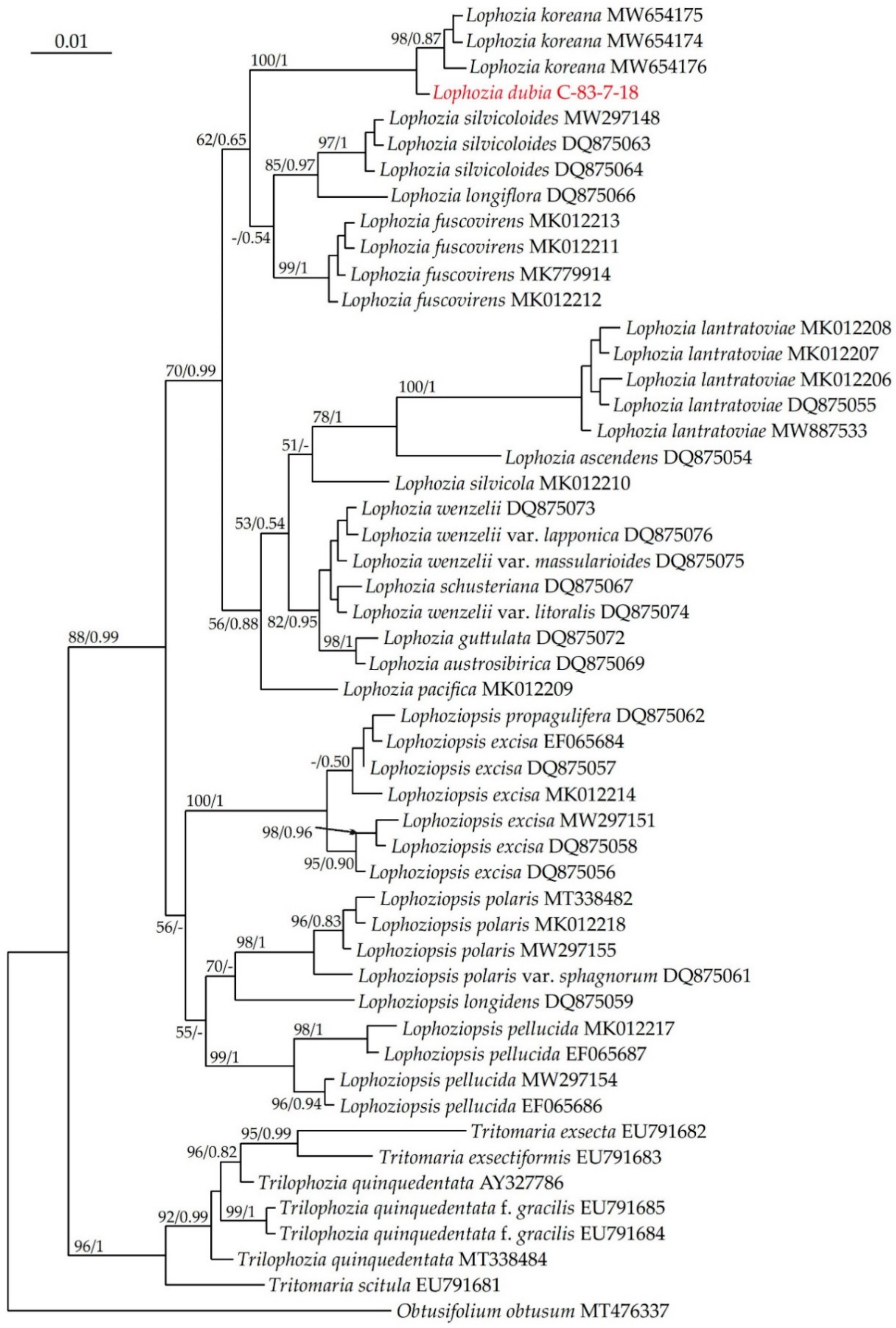 Plants 13 00367 g001