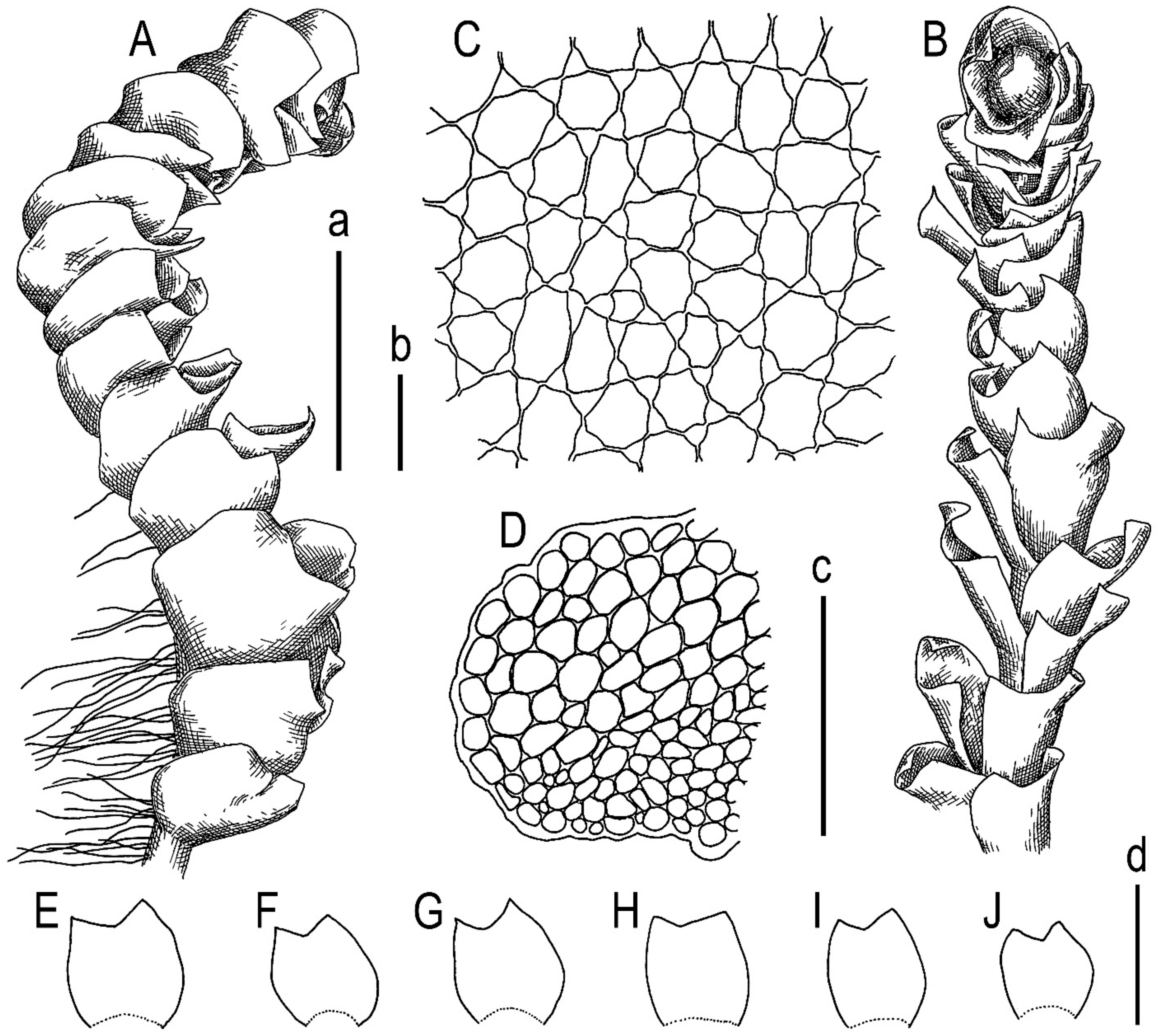 Plants 13 00367 g004