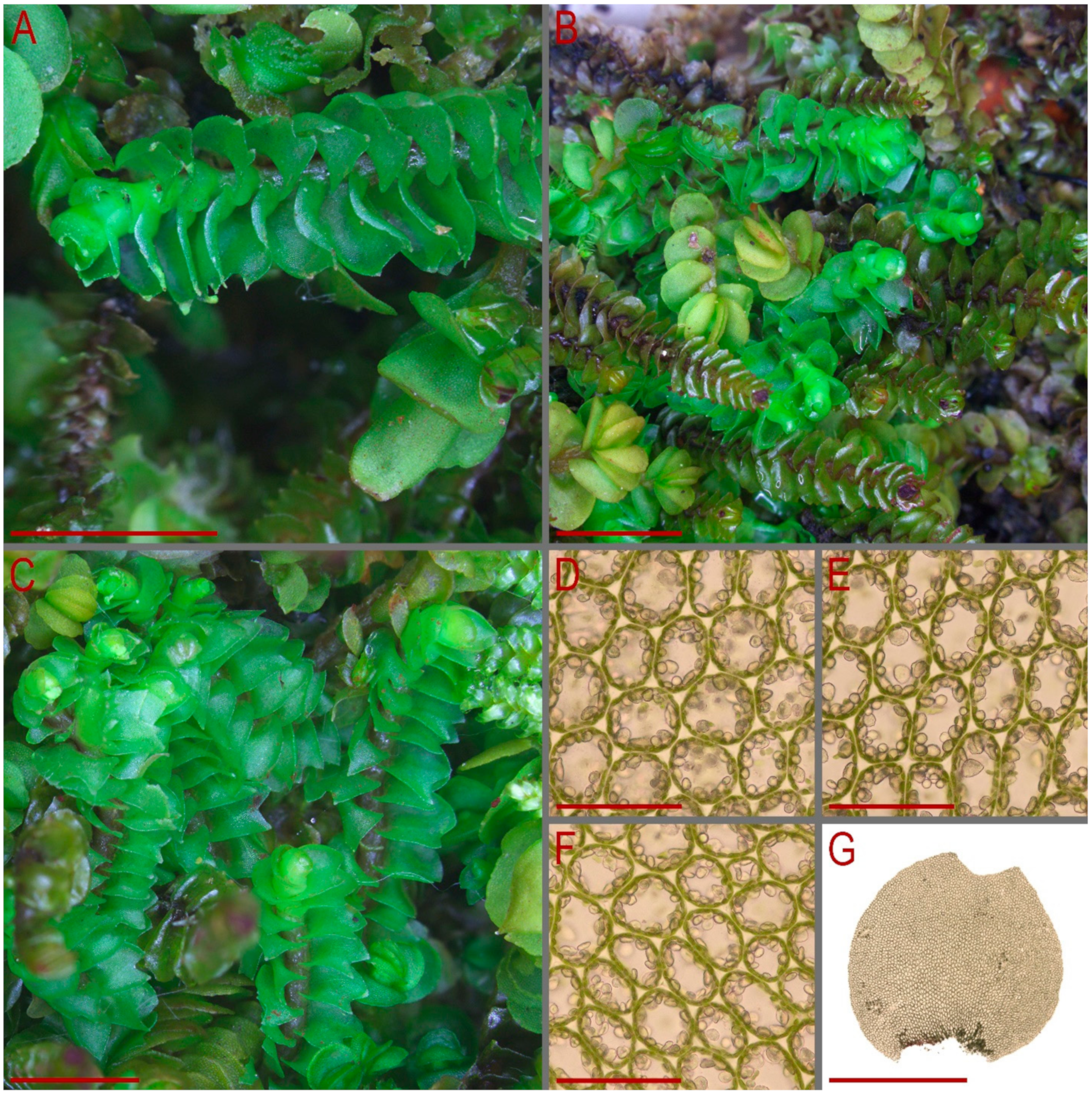 Plants 13 00367 g005