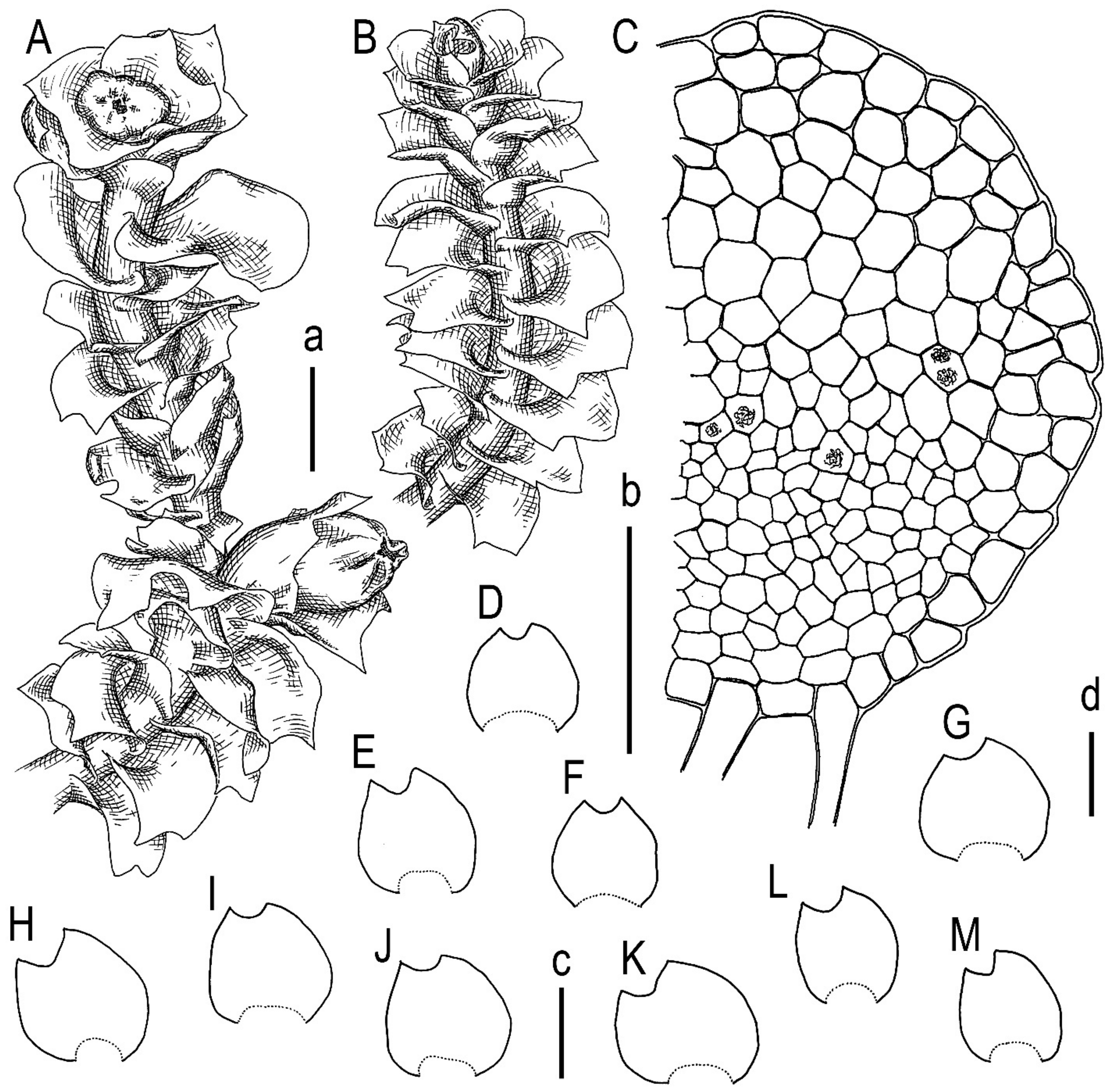 Plants 13 00367 g006
