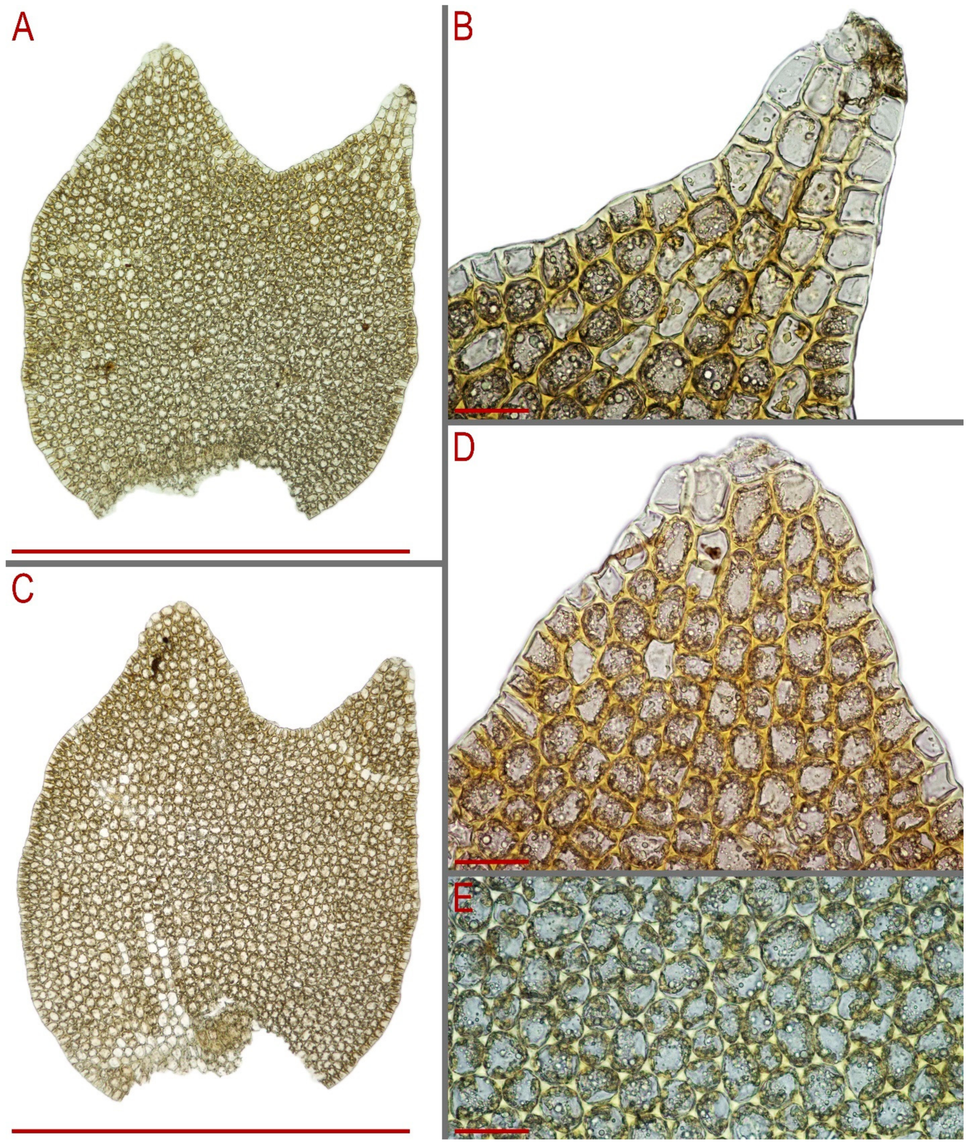 Plants 13 00367 g008