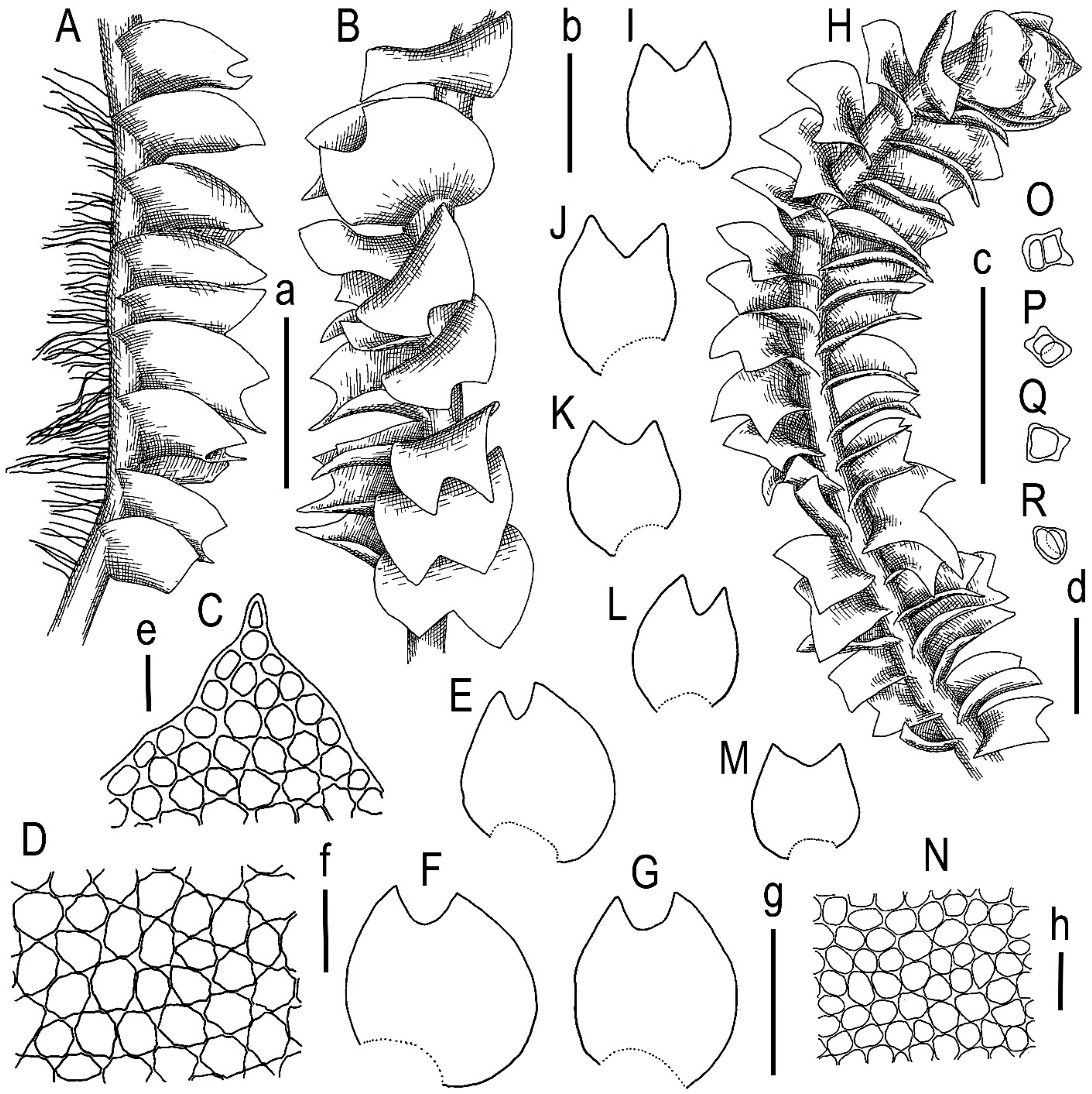 Plants 13 00367 g009
