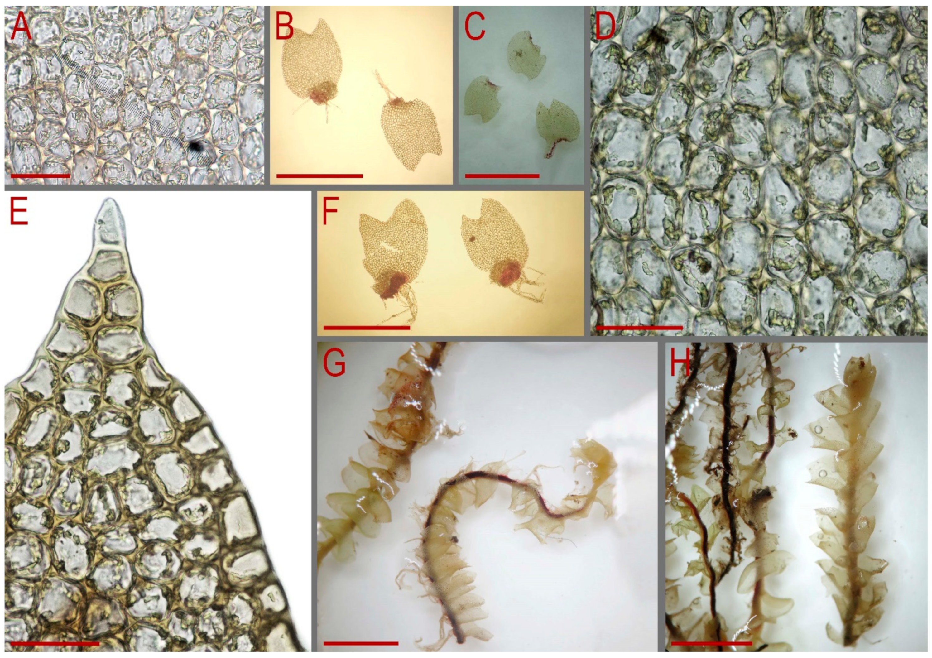 Plants 13 00367 g010