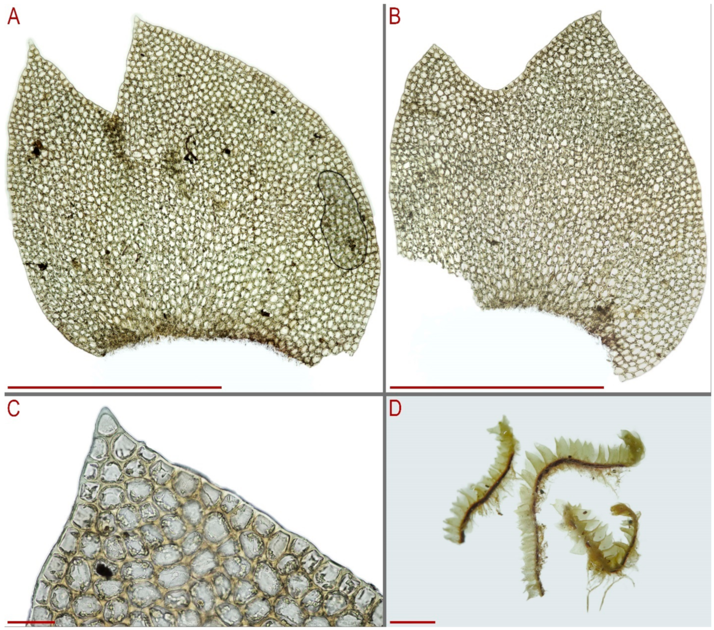 Plants 13 00367 g011