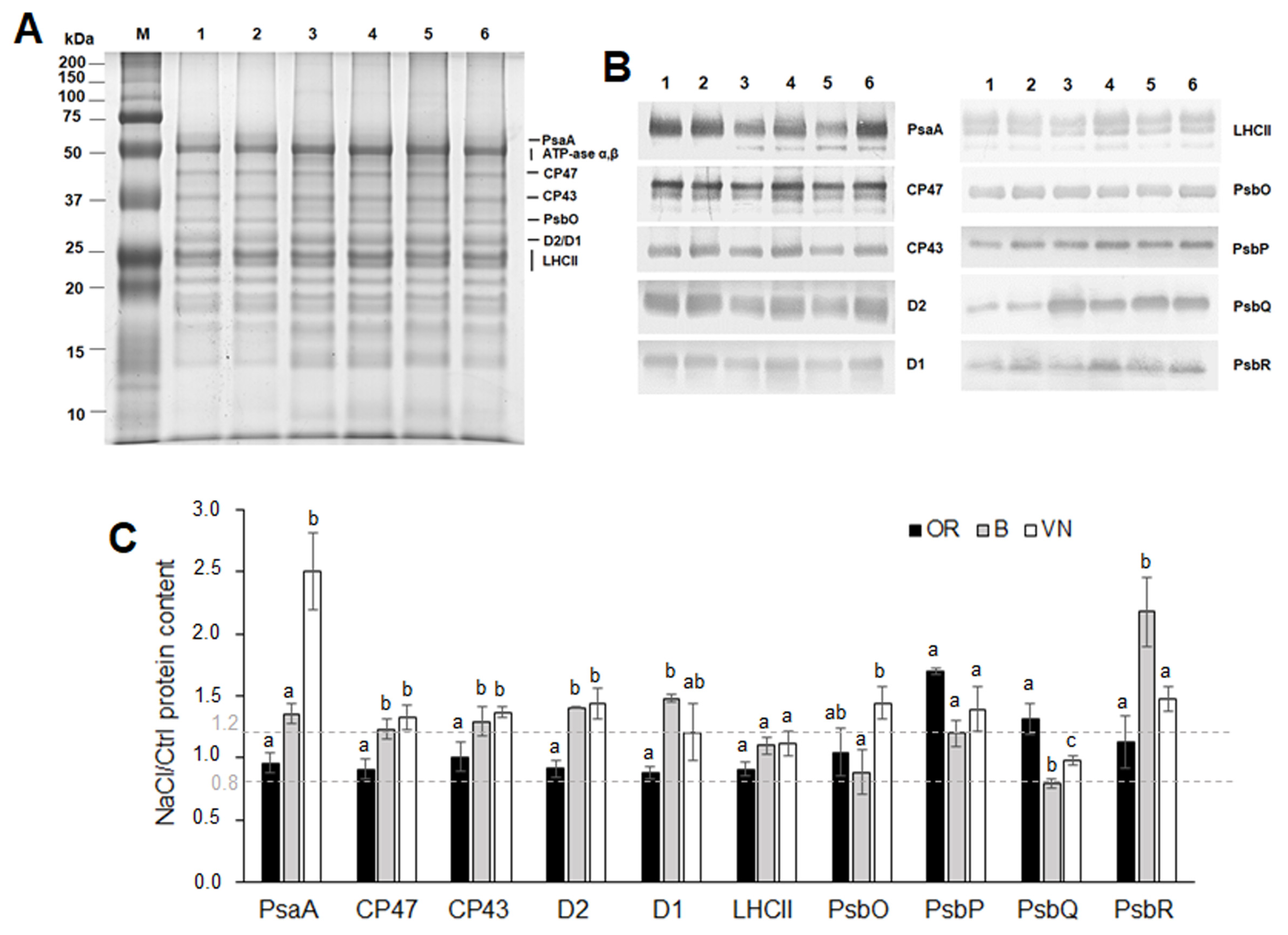 Plants 13 00369 g007