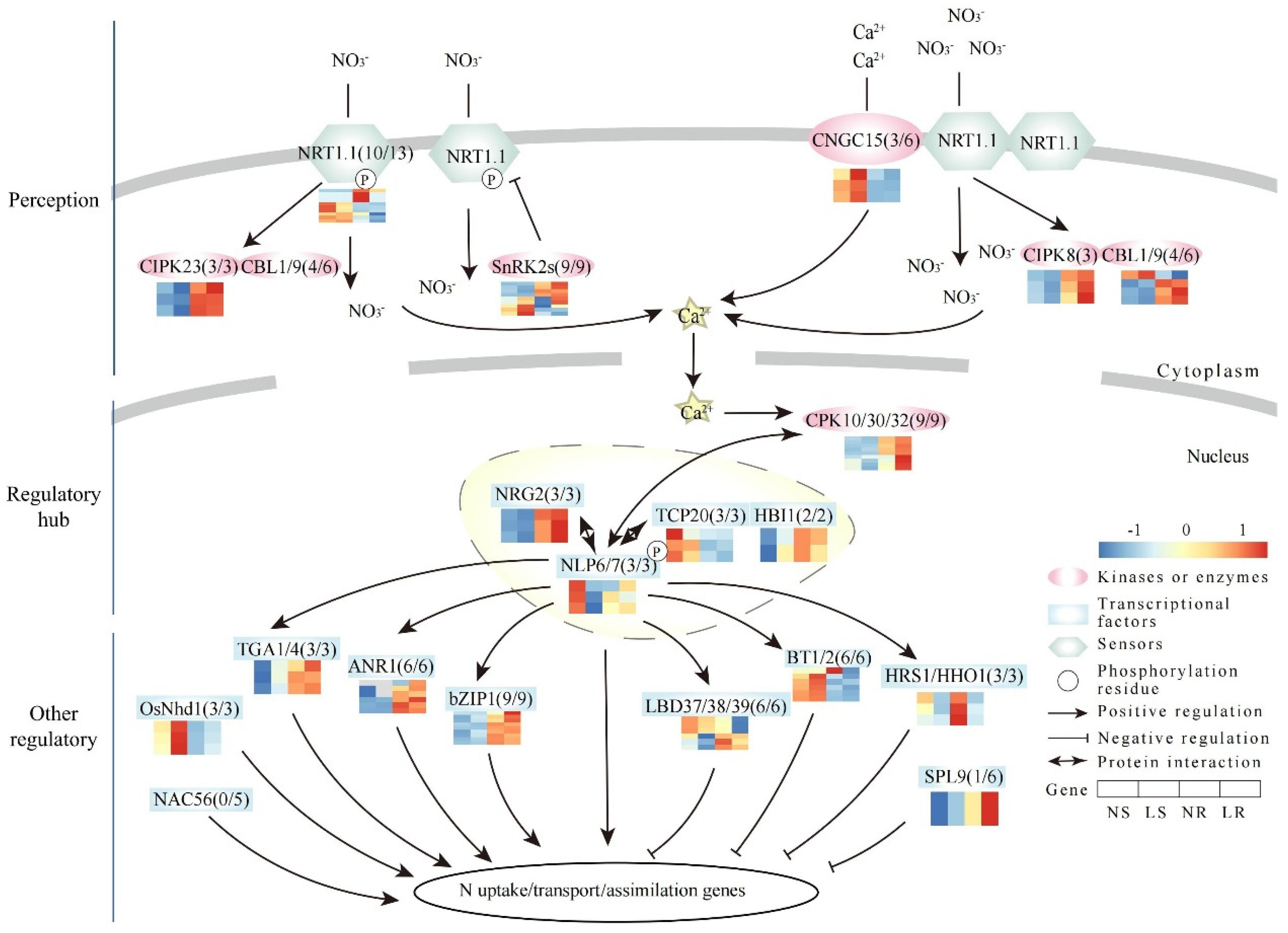 Plants 13 00371 g006