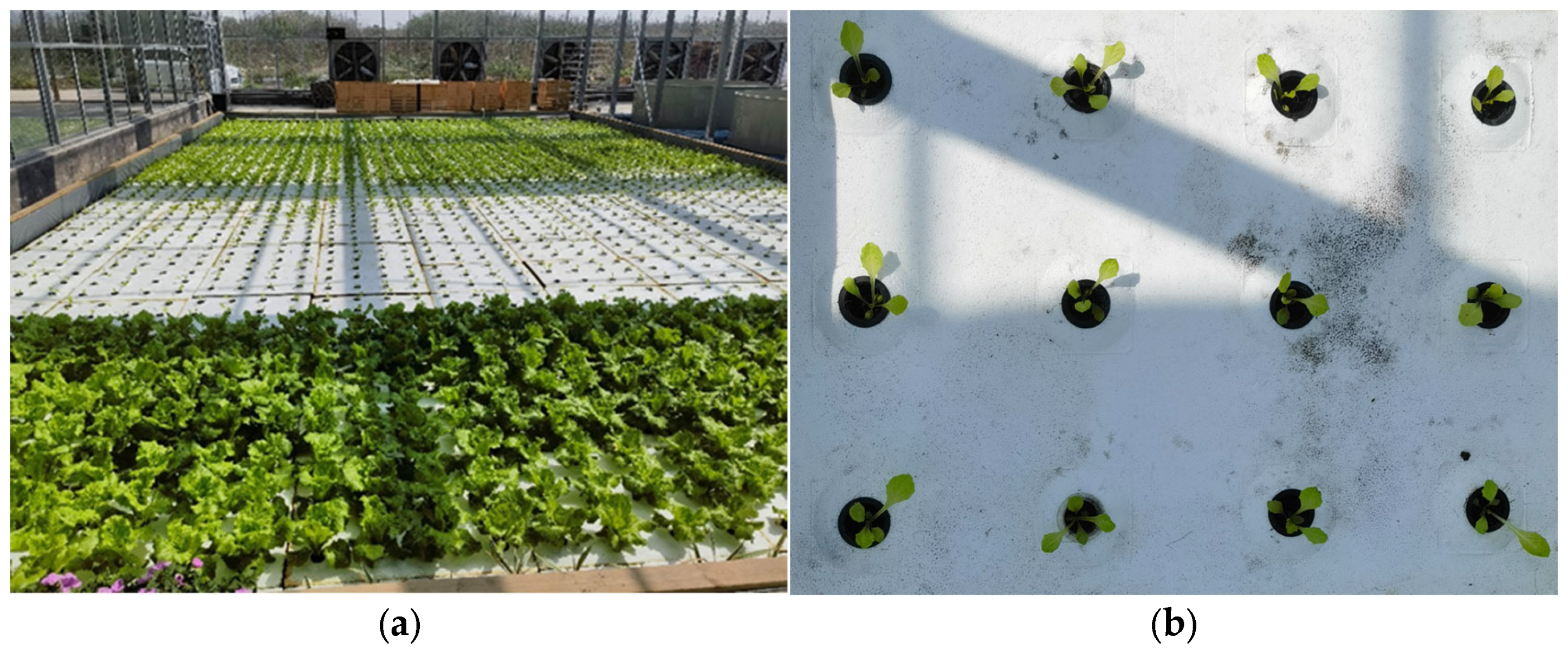 Plants 13 00372 g001