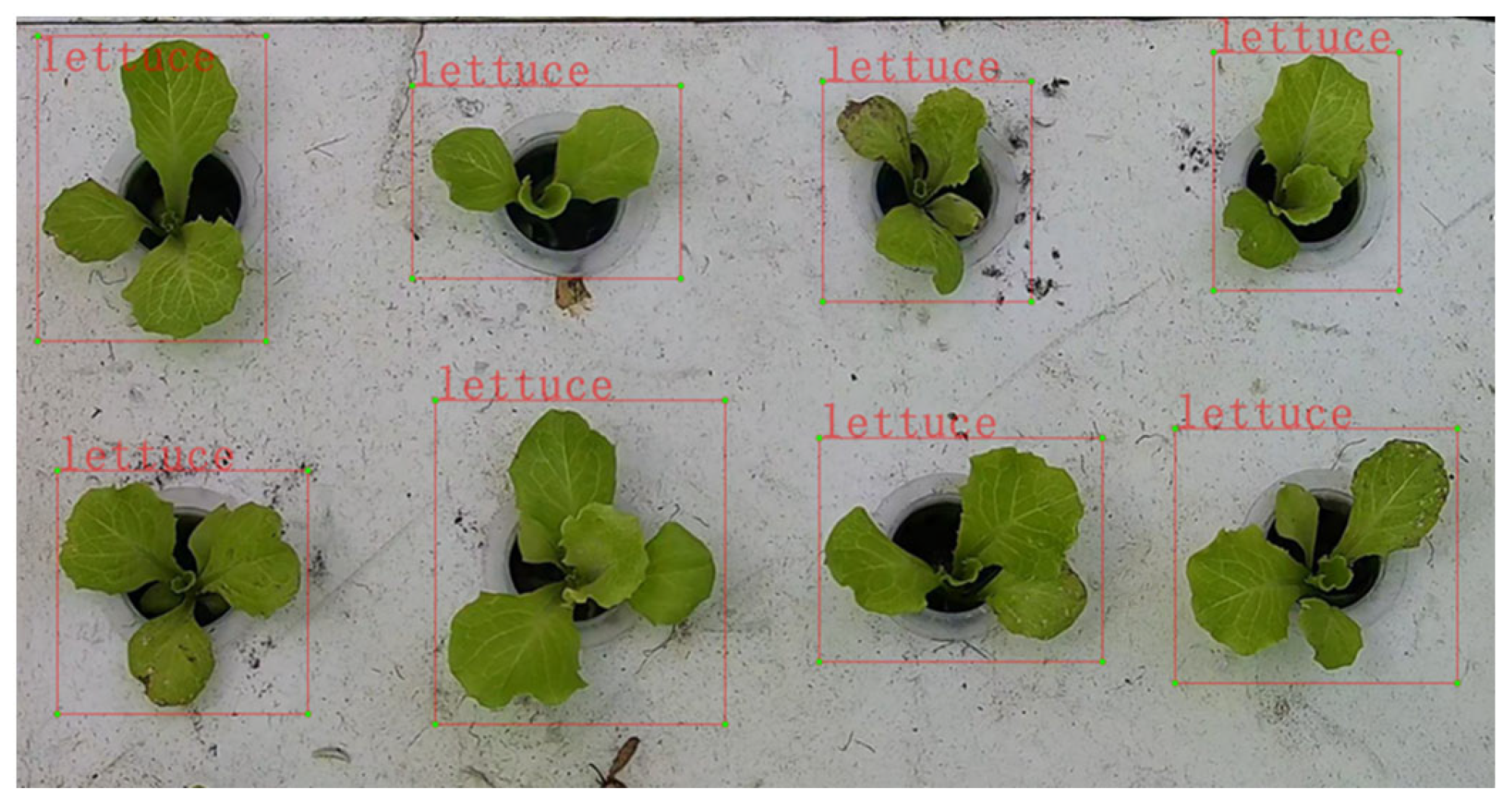 Plants 13 00372 g003