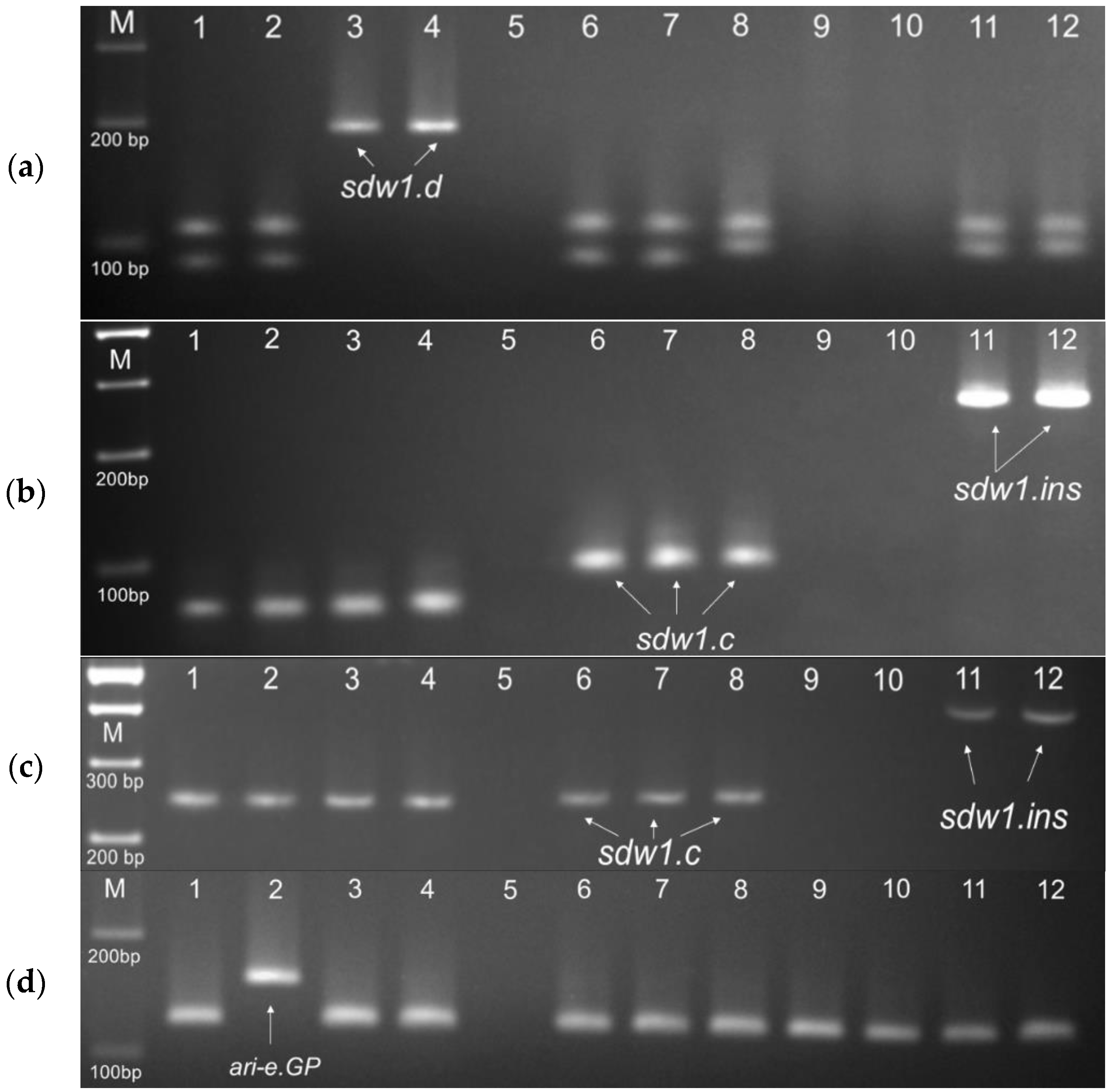 Plants 13 00376 g004