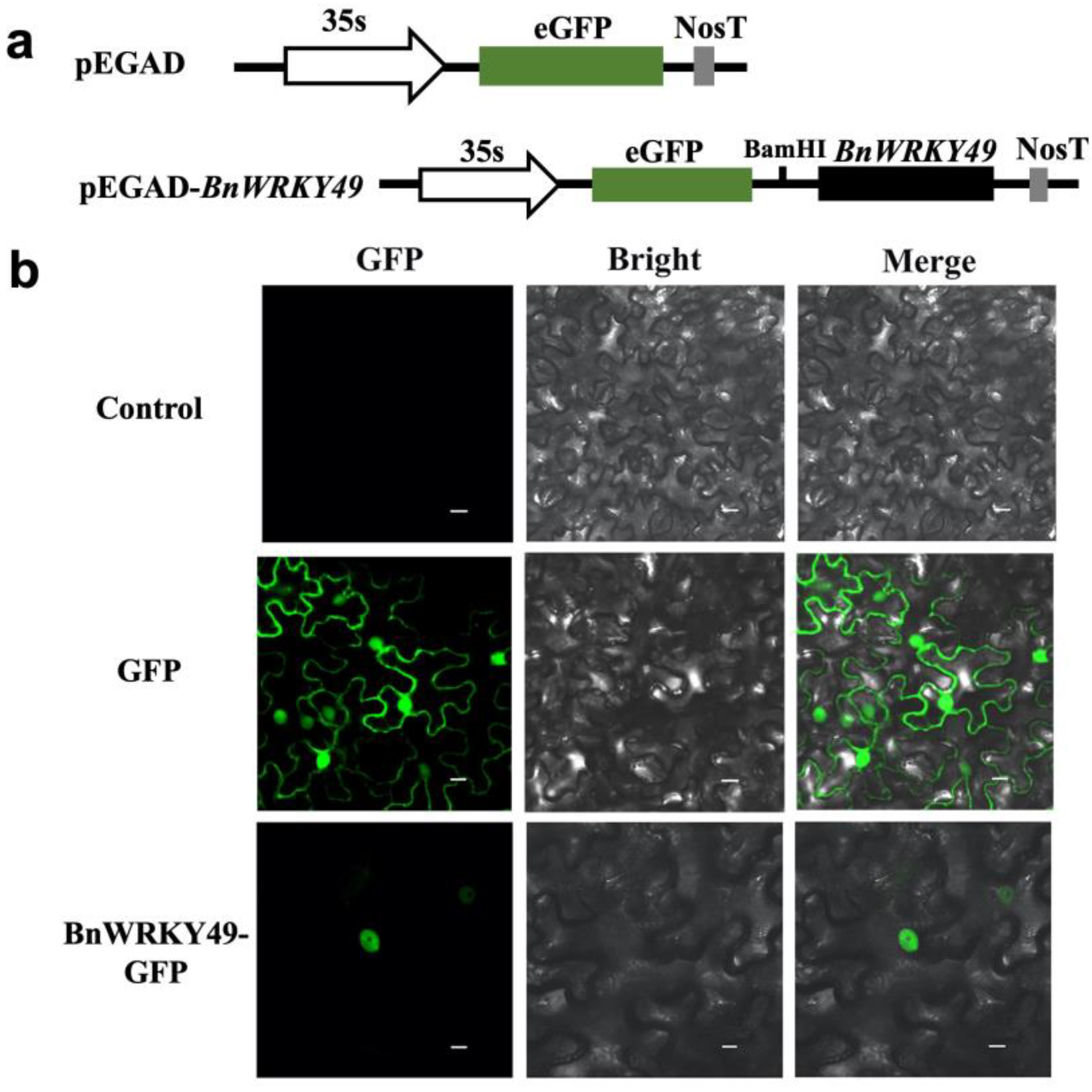 Plants 13 00379 g003