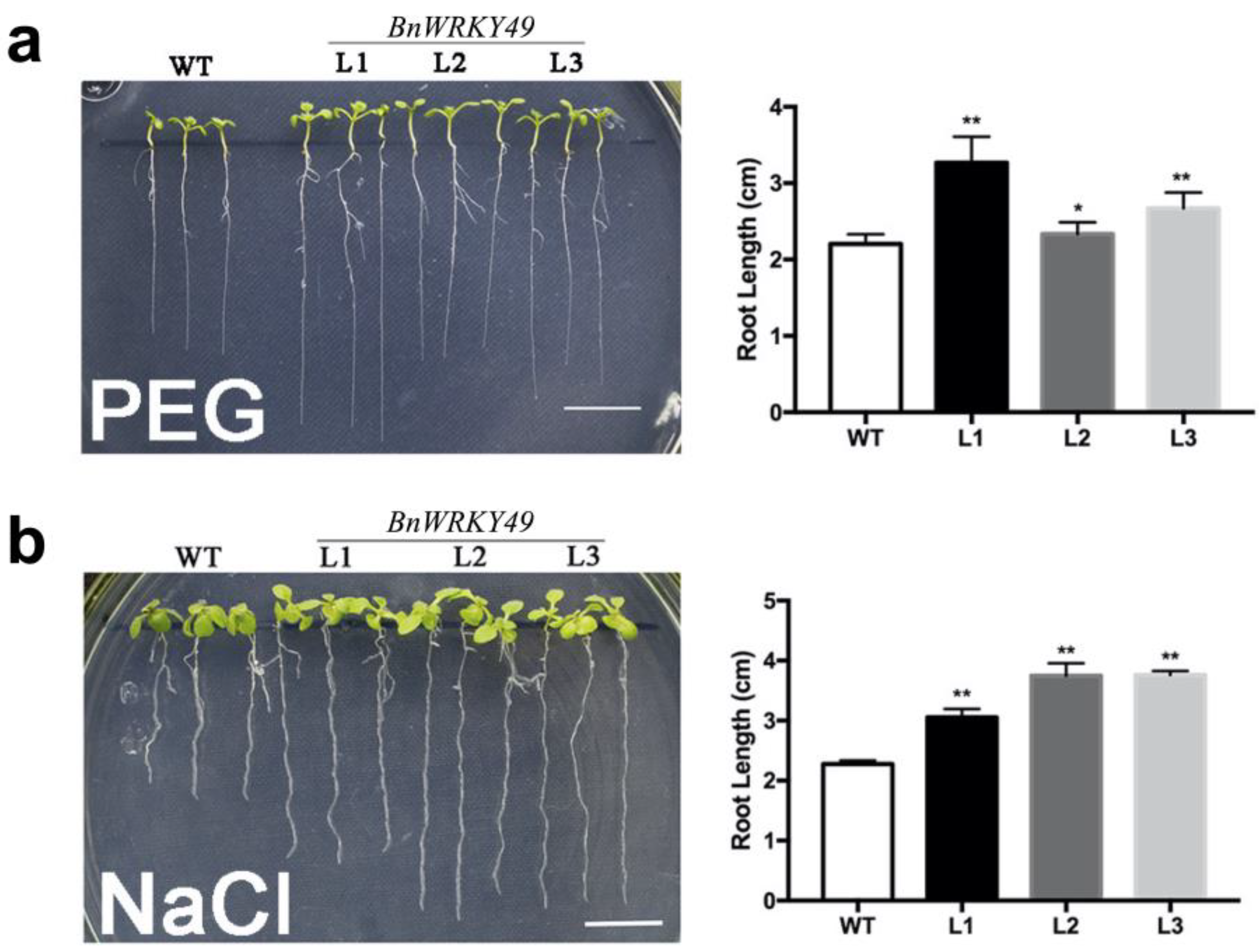 Plants 13 00379 g004