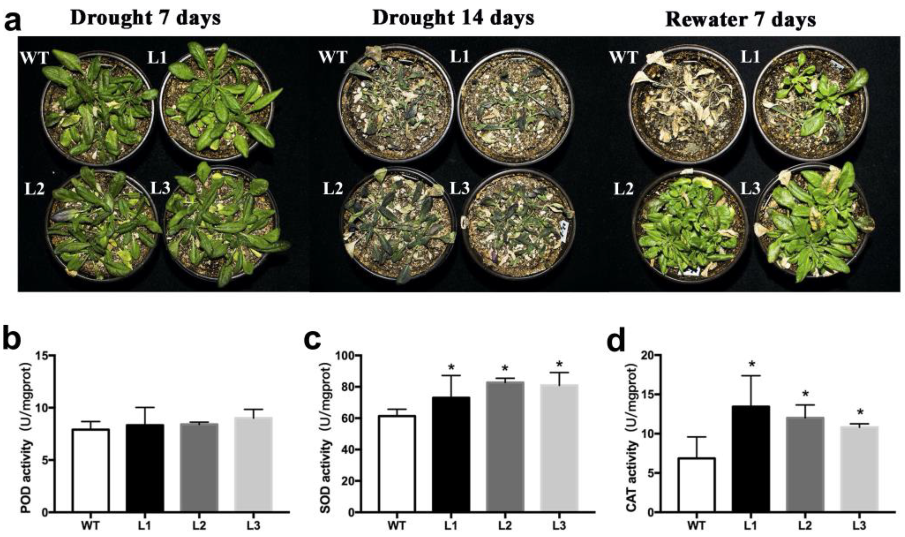 Plants 13 00379 g005