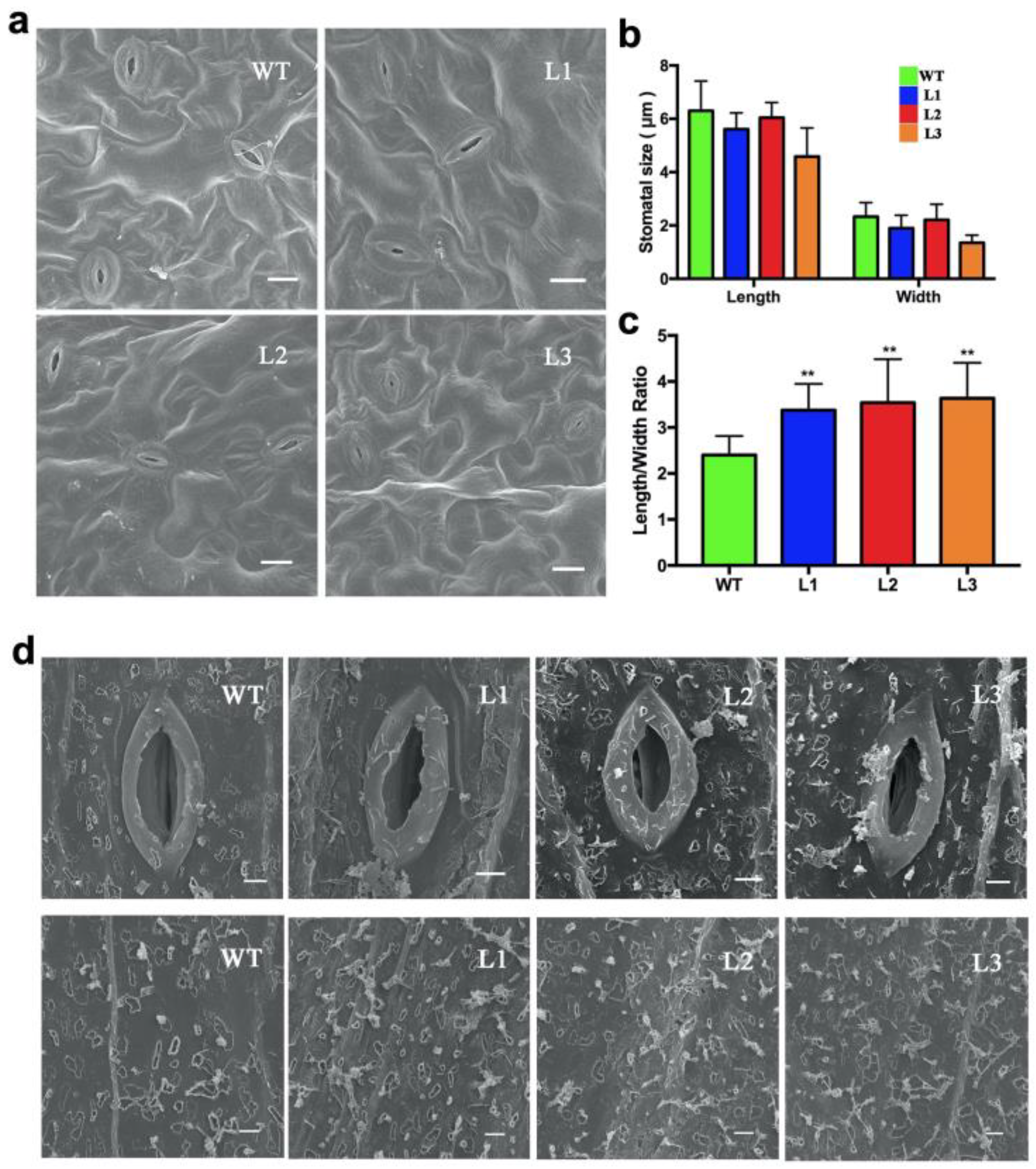 Plants 13 00379 g006