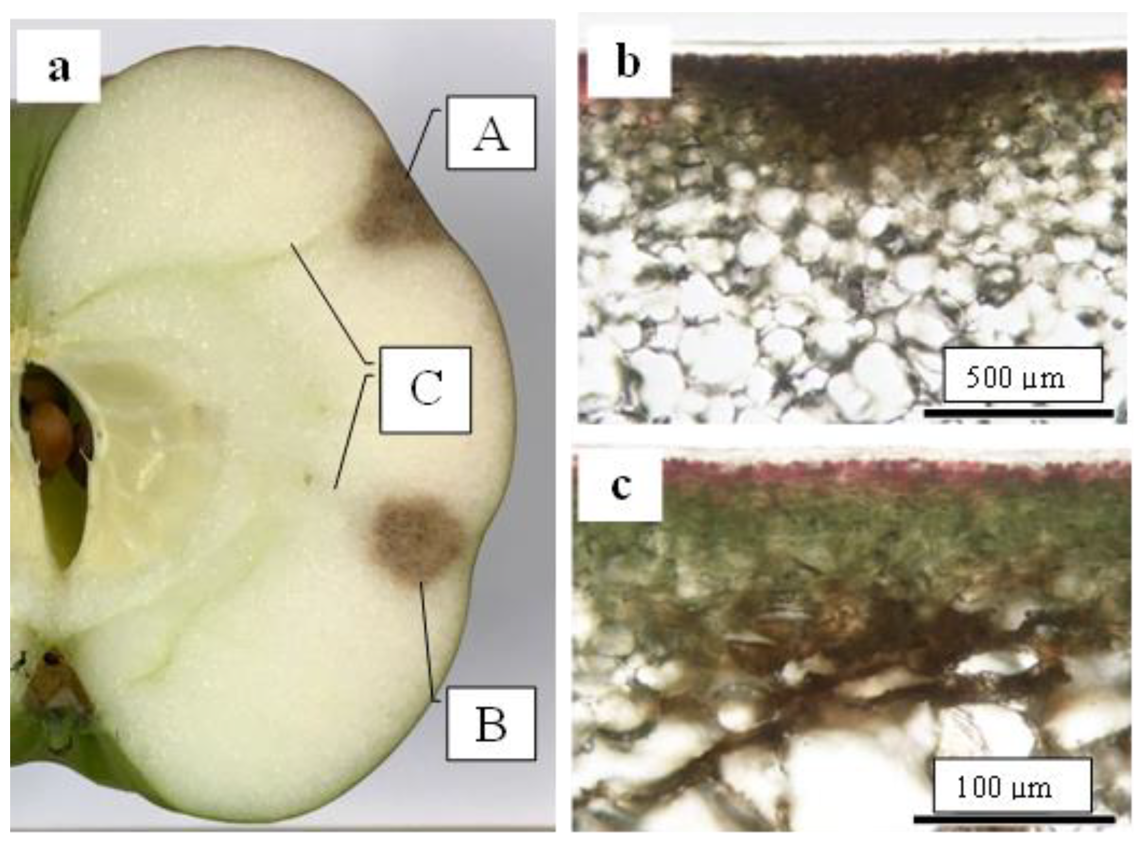 Plants 13 00381 g005 Plants 13 00381 g005