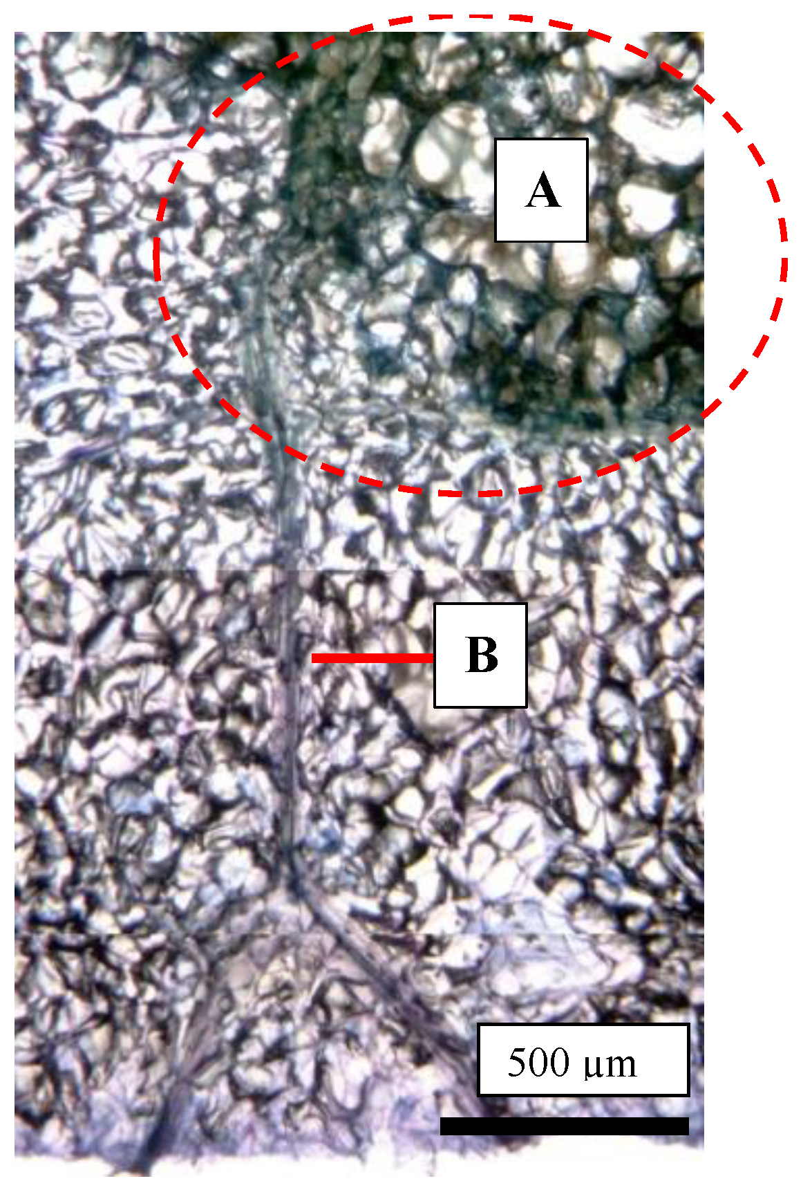 Plants 13 00381 g006 Plants 13 00381 g006