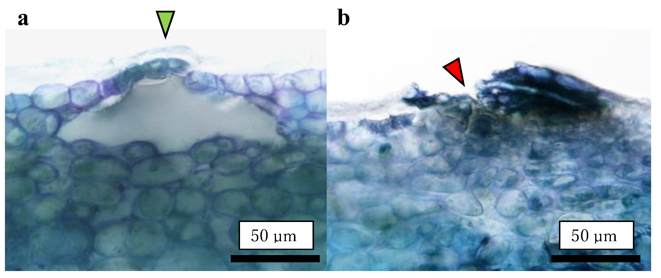 Plants 13 00381 g008 Plants 13 00381 g008