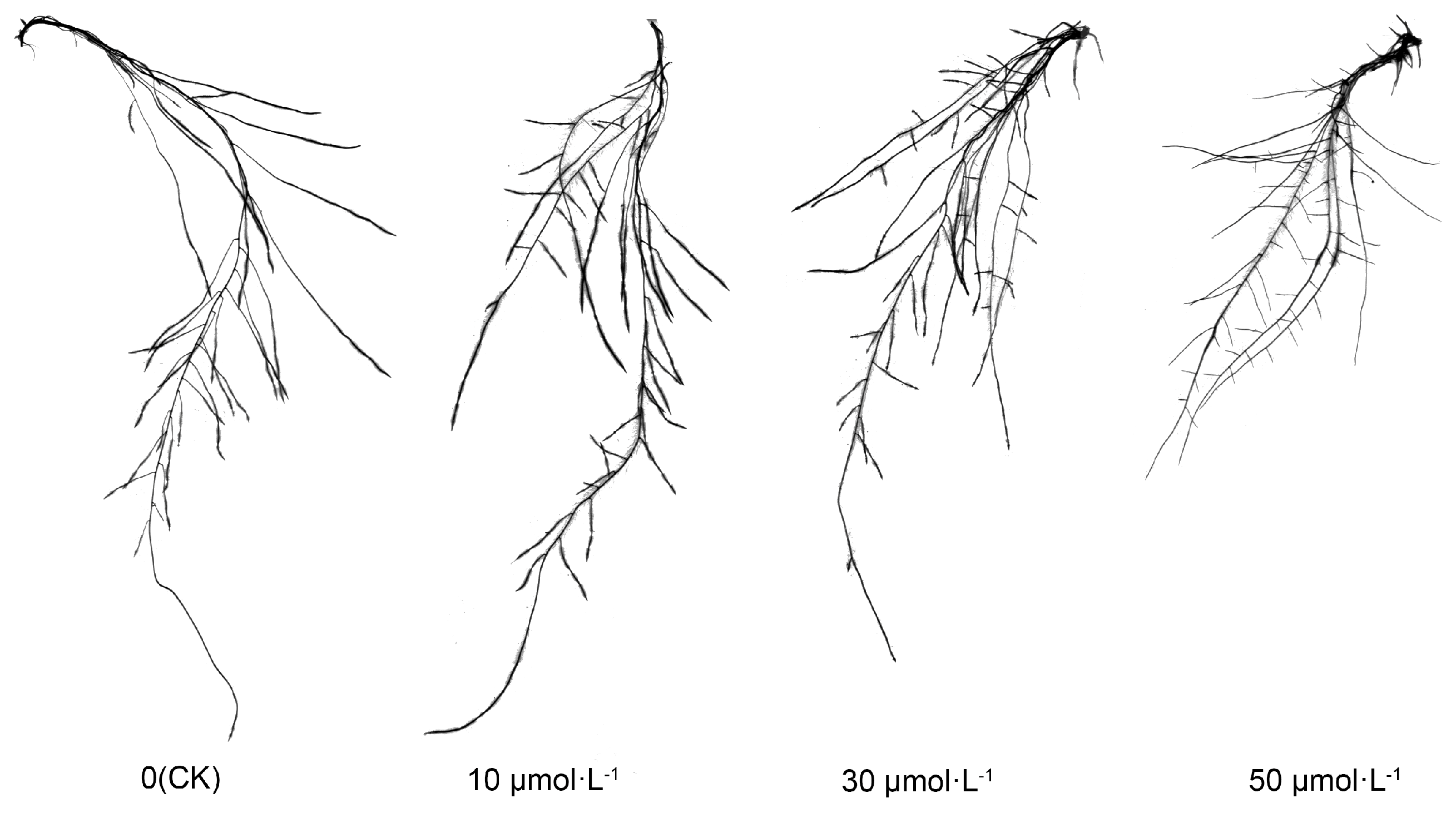 Plants 13 00383 g002