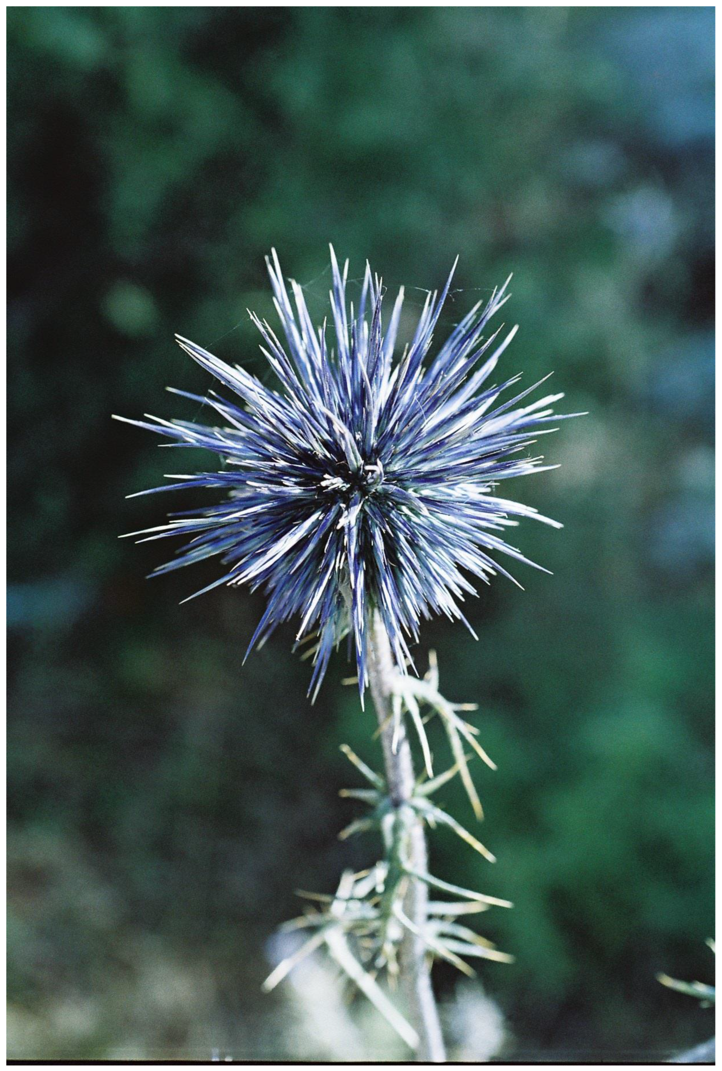 Plants 13 00391 g003 Plants 13 00391 g003