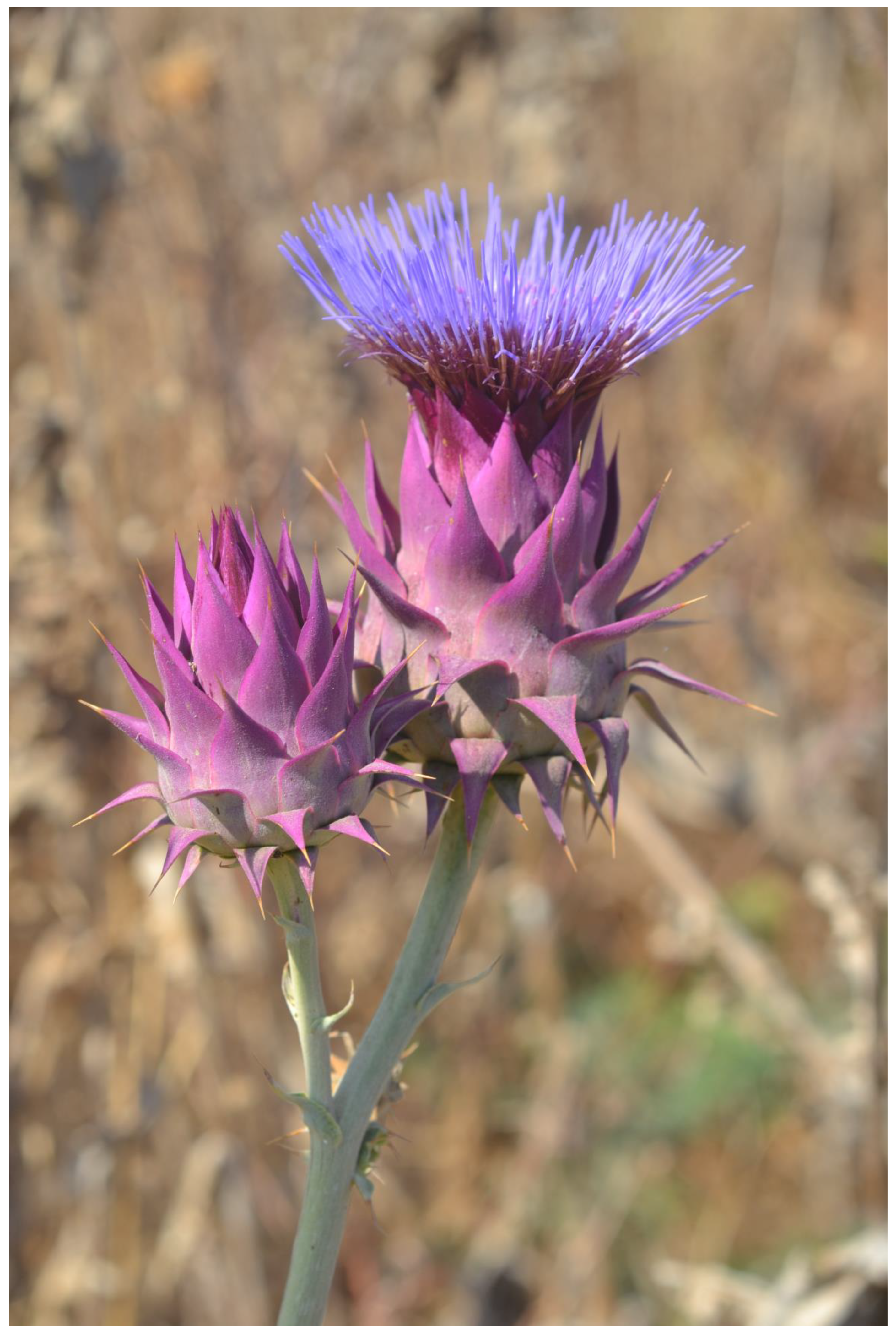 Plants 13 00391 g004 Plants 13 00391 g004