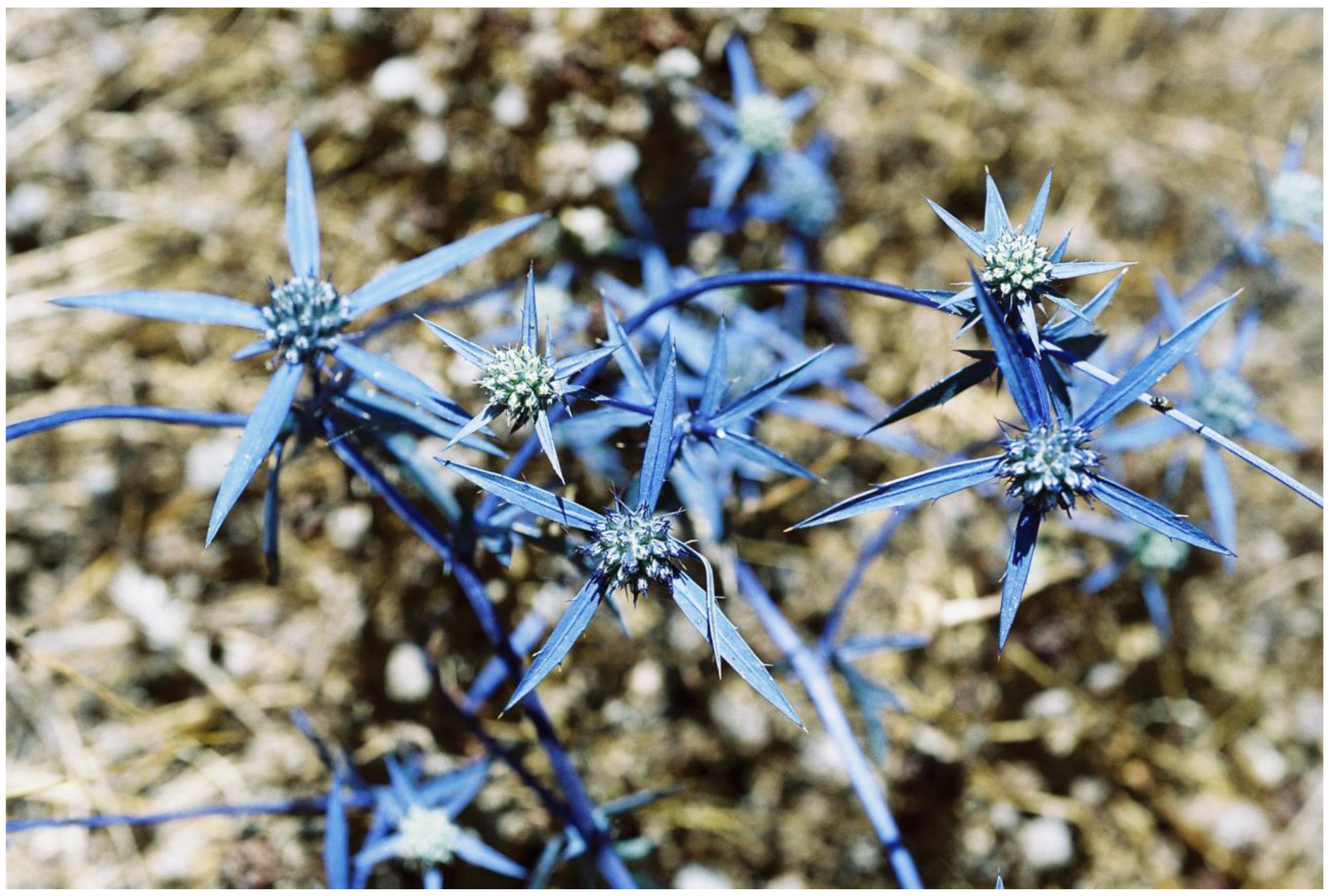 Plants 13 00391 g006 Plants 13 00391 g006