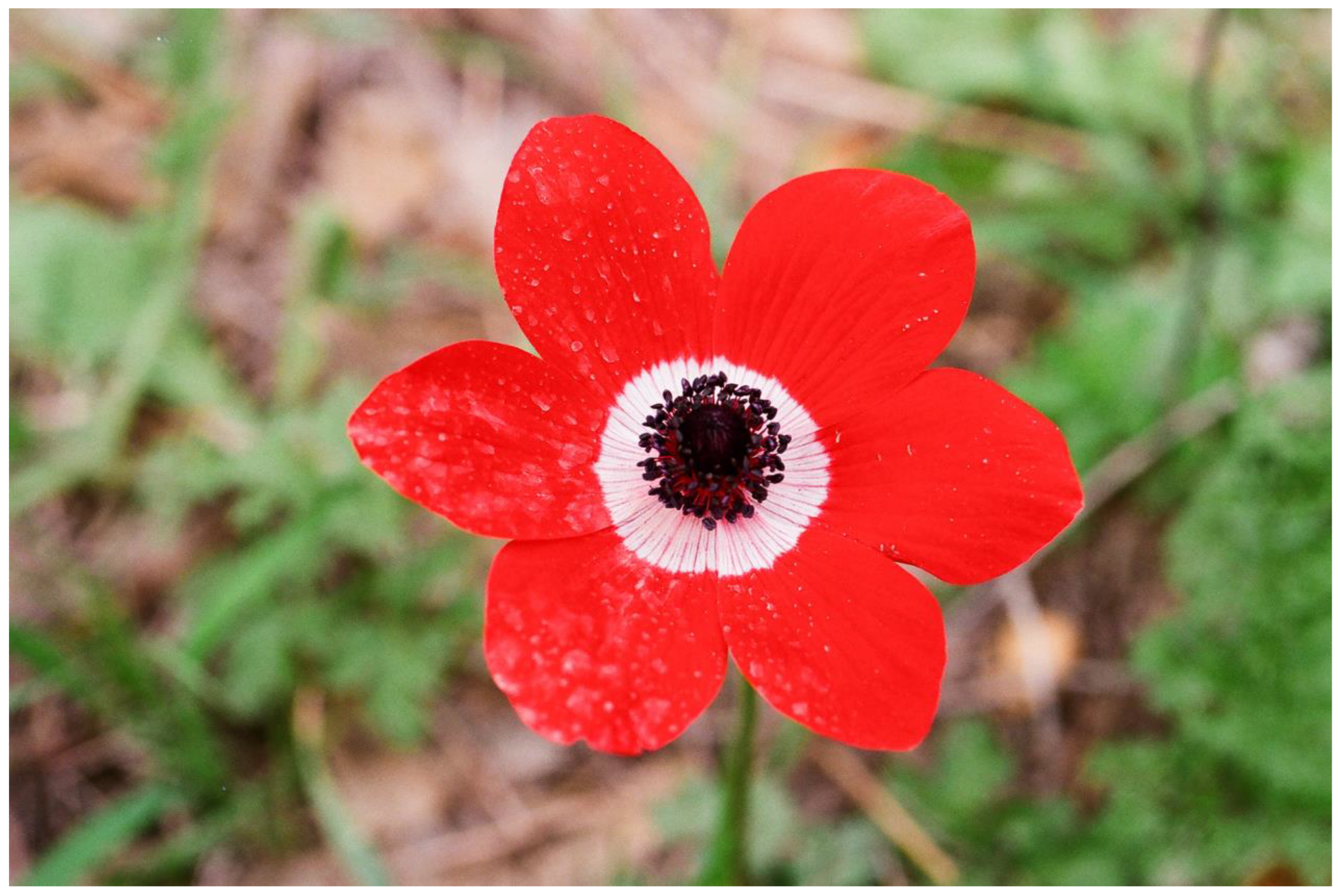 Plants 13 00391 g007 Plants 13 00391 g007