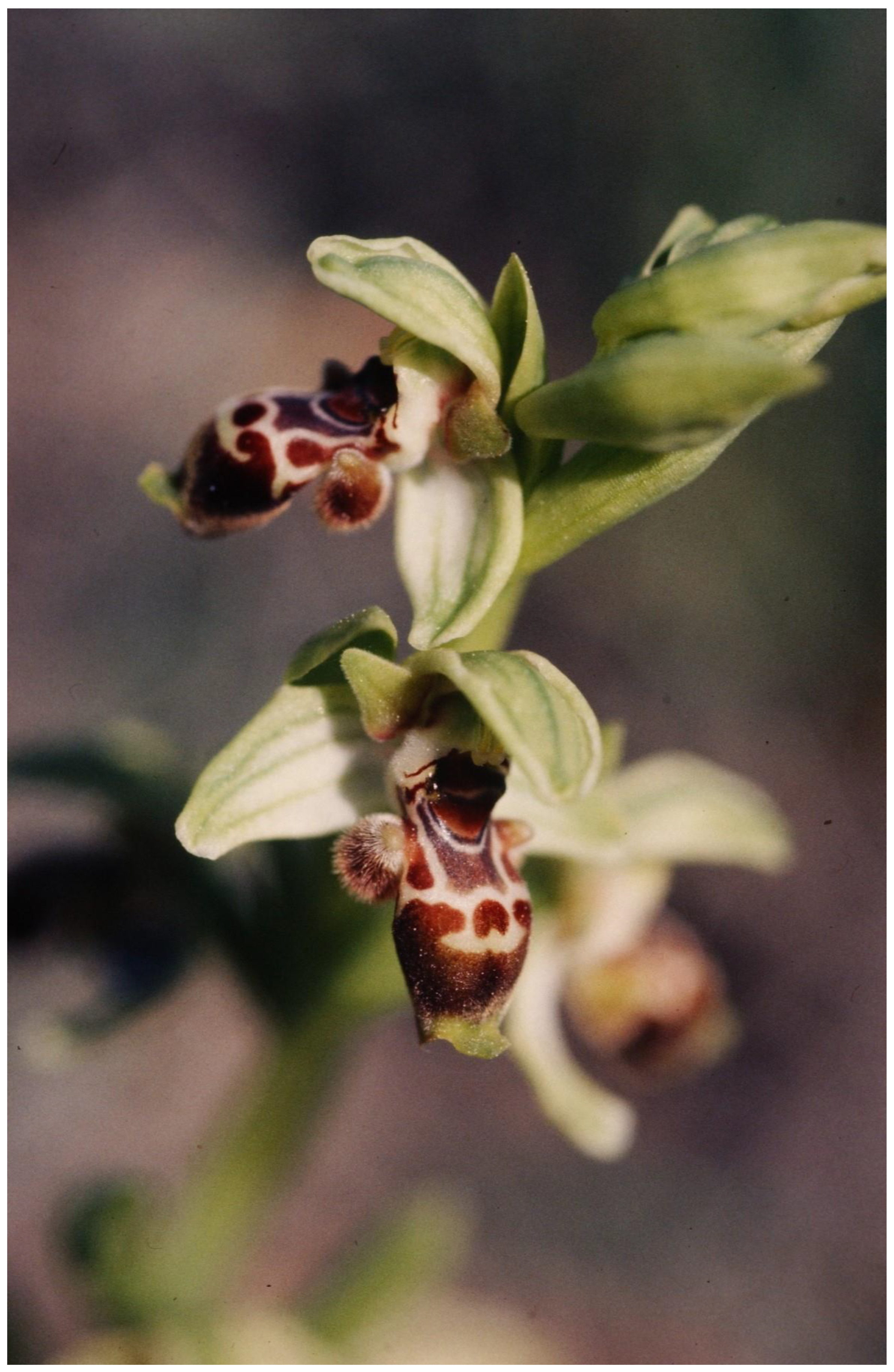 Plants 13 00391 g008 Plants 13 00391 g008