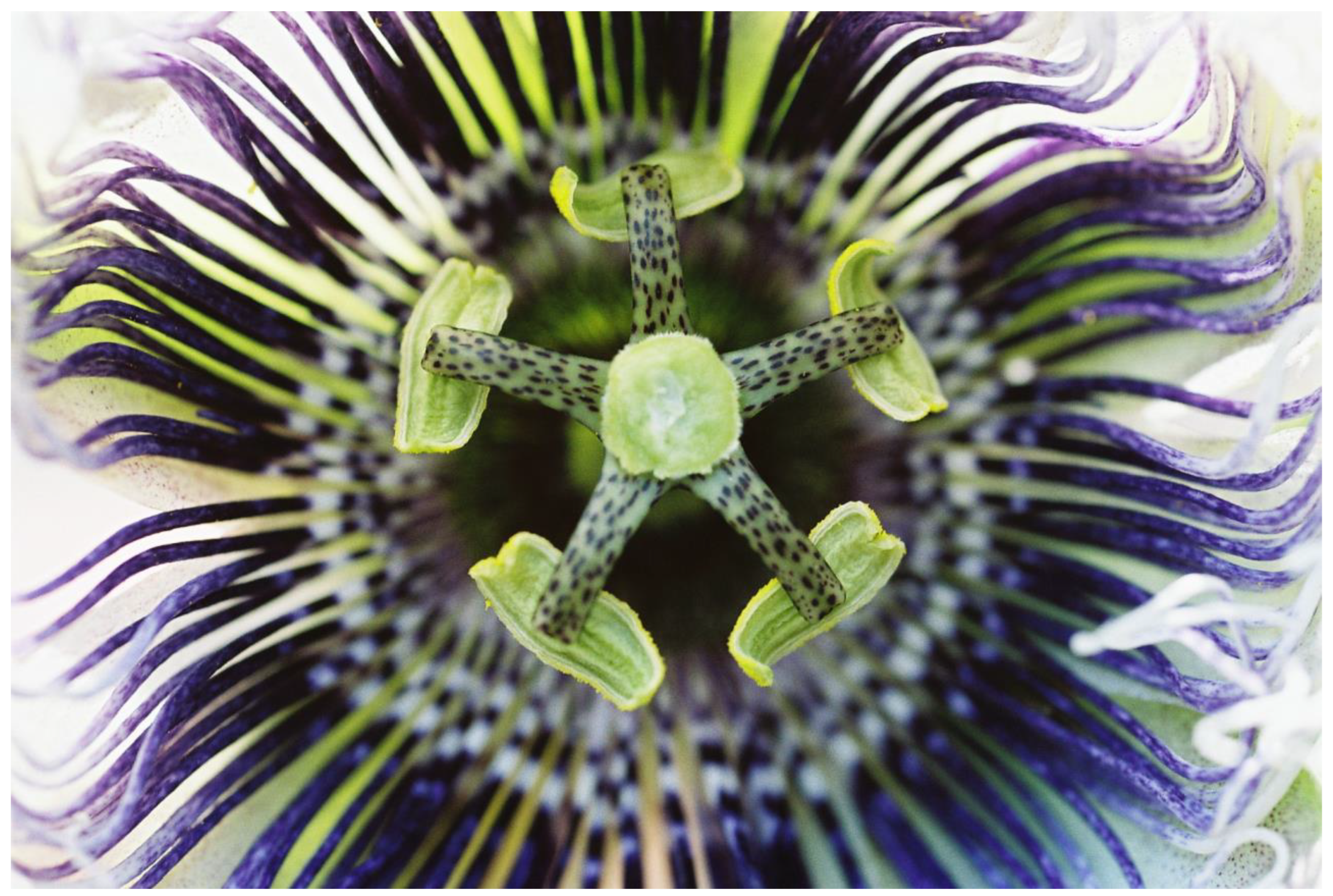 Plants 13 00391 g009 Plants 13 00391 g009