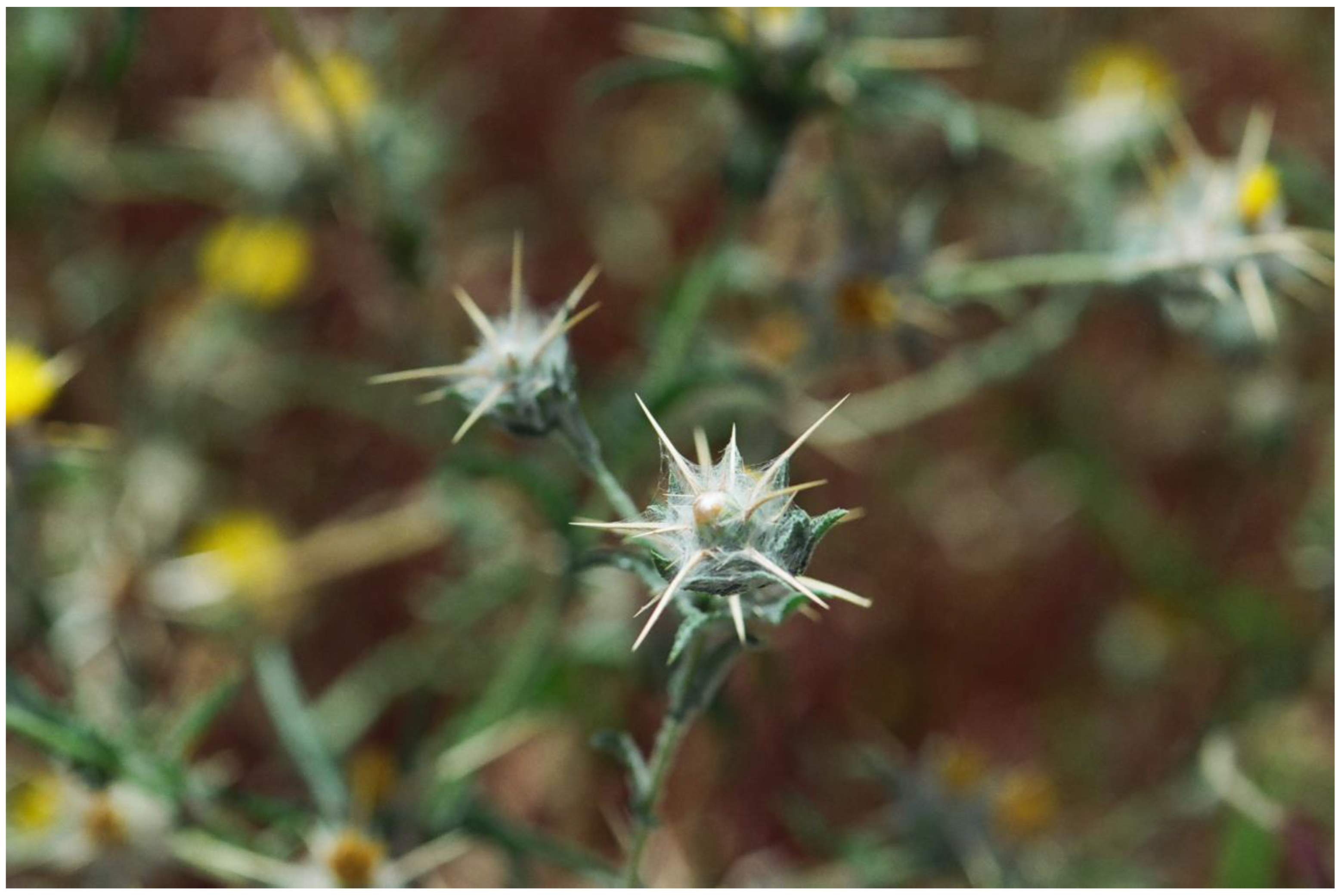 Plants 13 00391 g010 Plants 13 00391 g010