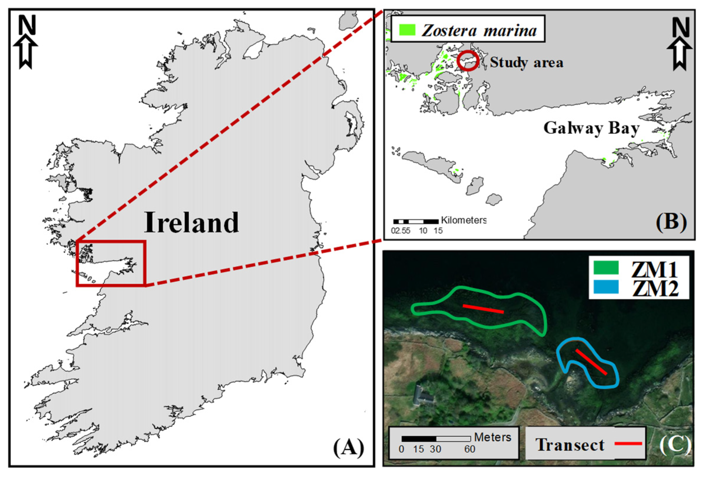 Plants 13 00396 g009