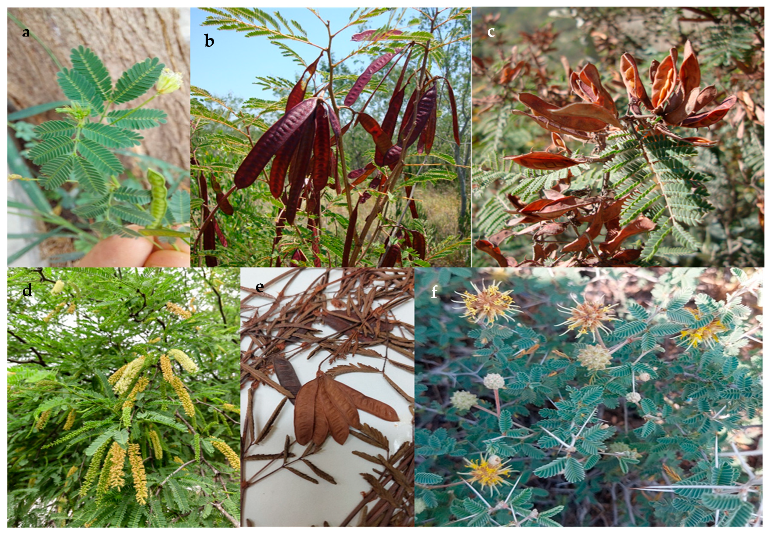 Plants 13 00403 g002