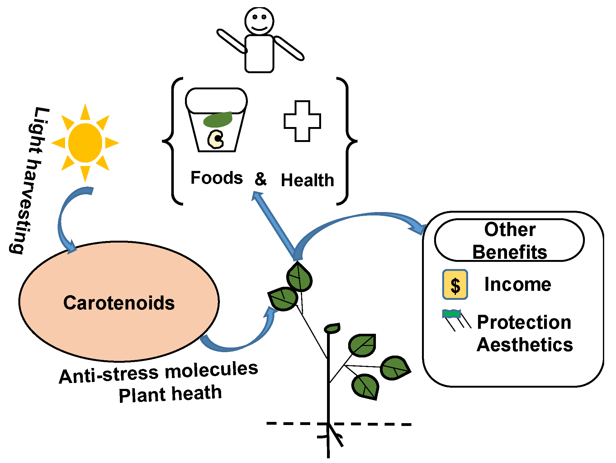 Plants 13 00412 g001